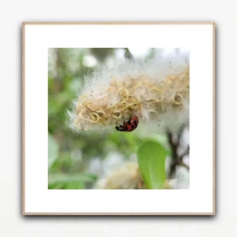 PH1124 framed insituartroom.jpg