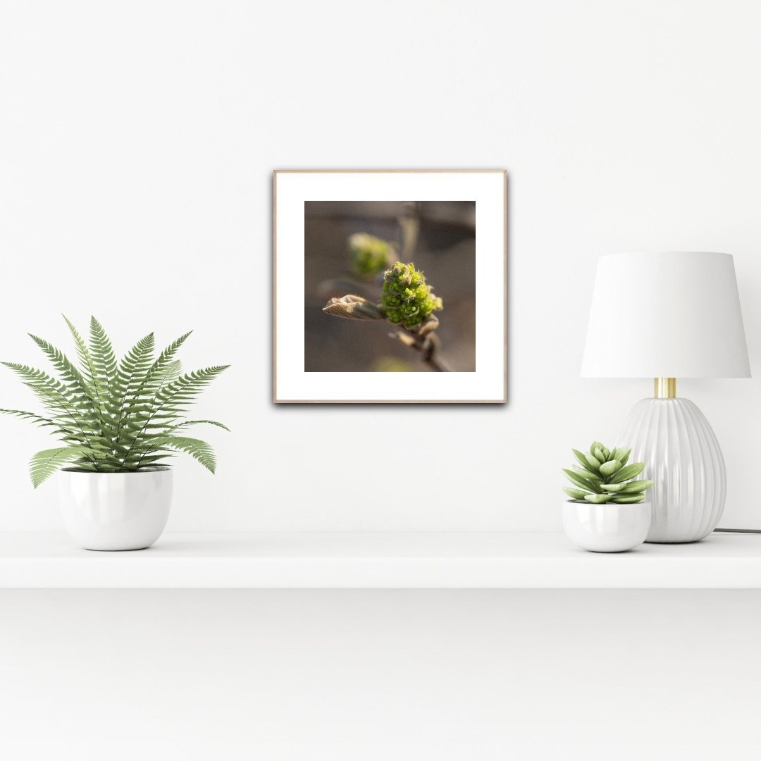 Coastal Witch-Alder Macro Photograph