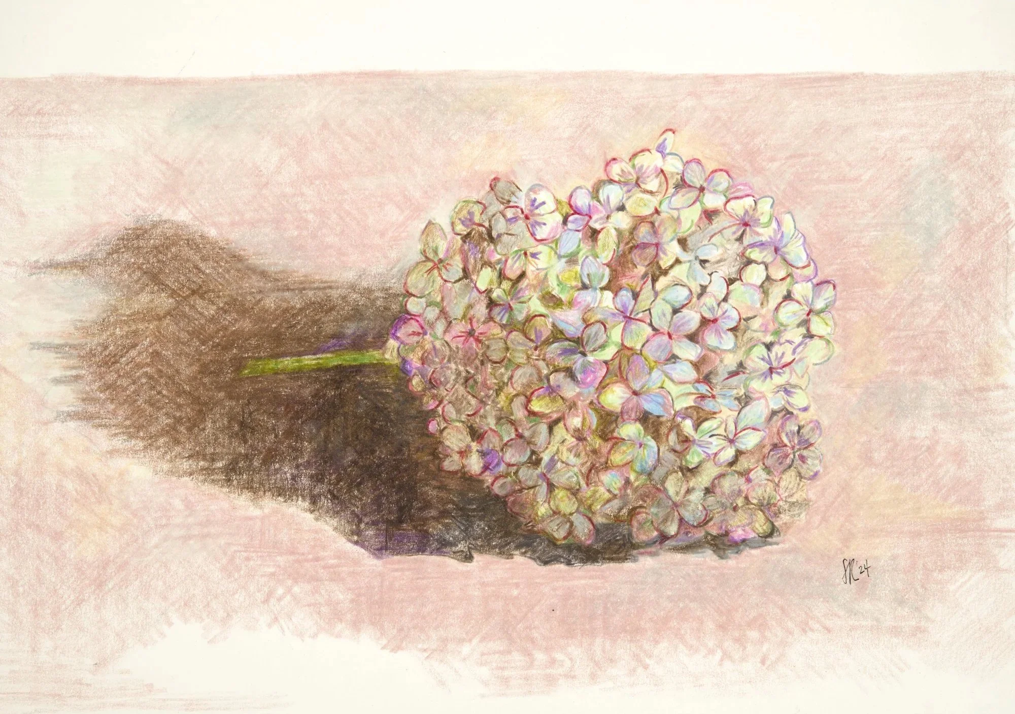 A pastel drawing of a white, pink, and purple hydrangea flower on a soft pink background with a shadow cast to the left.