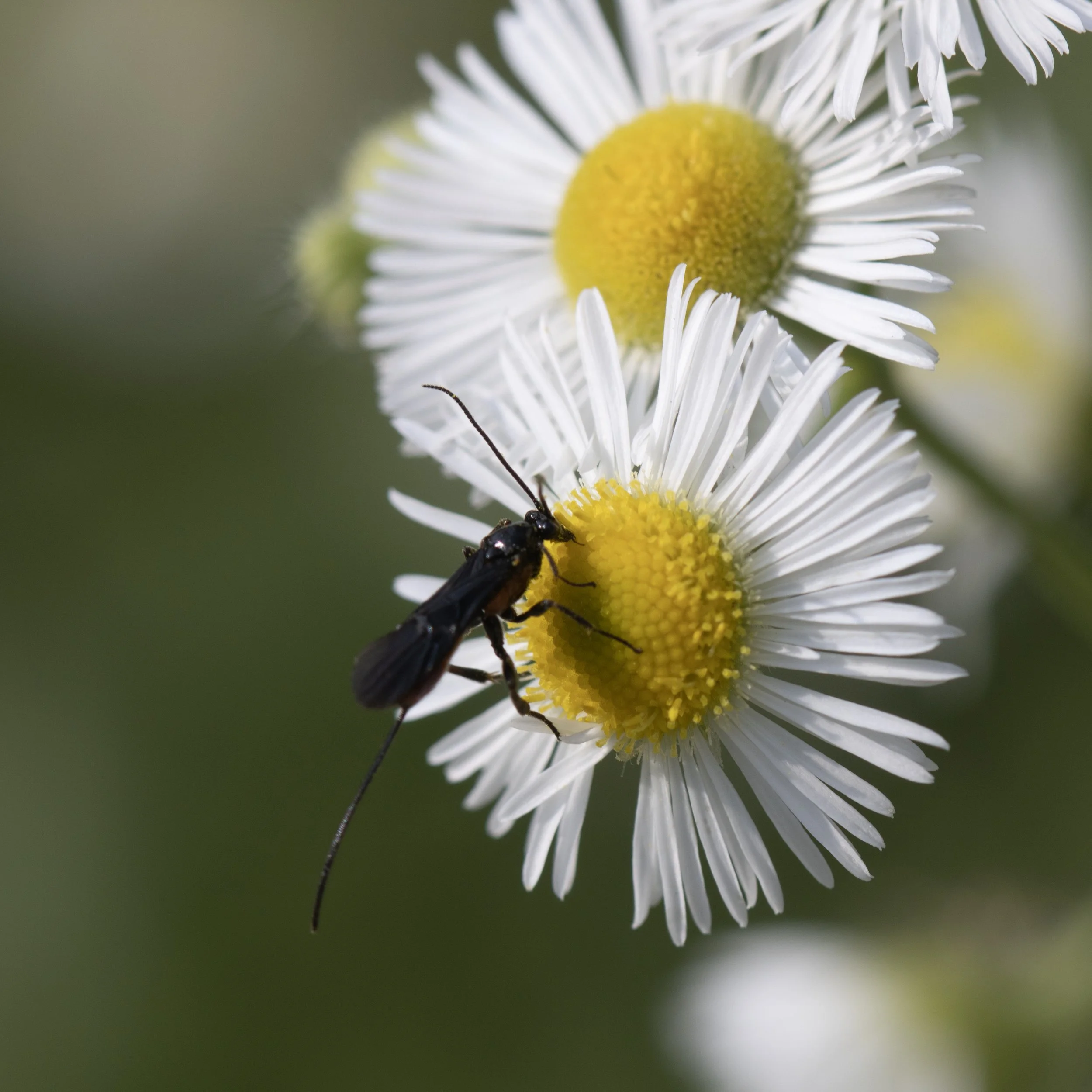 Erigeron strigosus (Daisy Fleabane) 1 – Summer Macro Photography at Fresh Pond