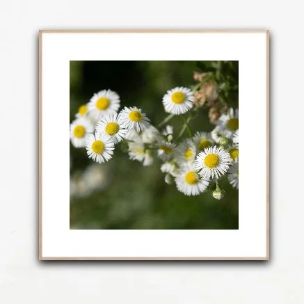 PH1094 framed insituartroom.jpg