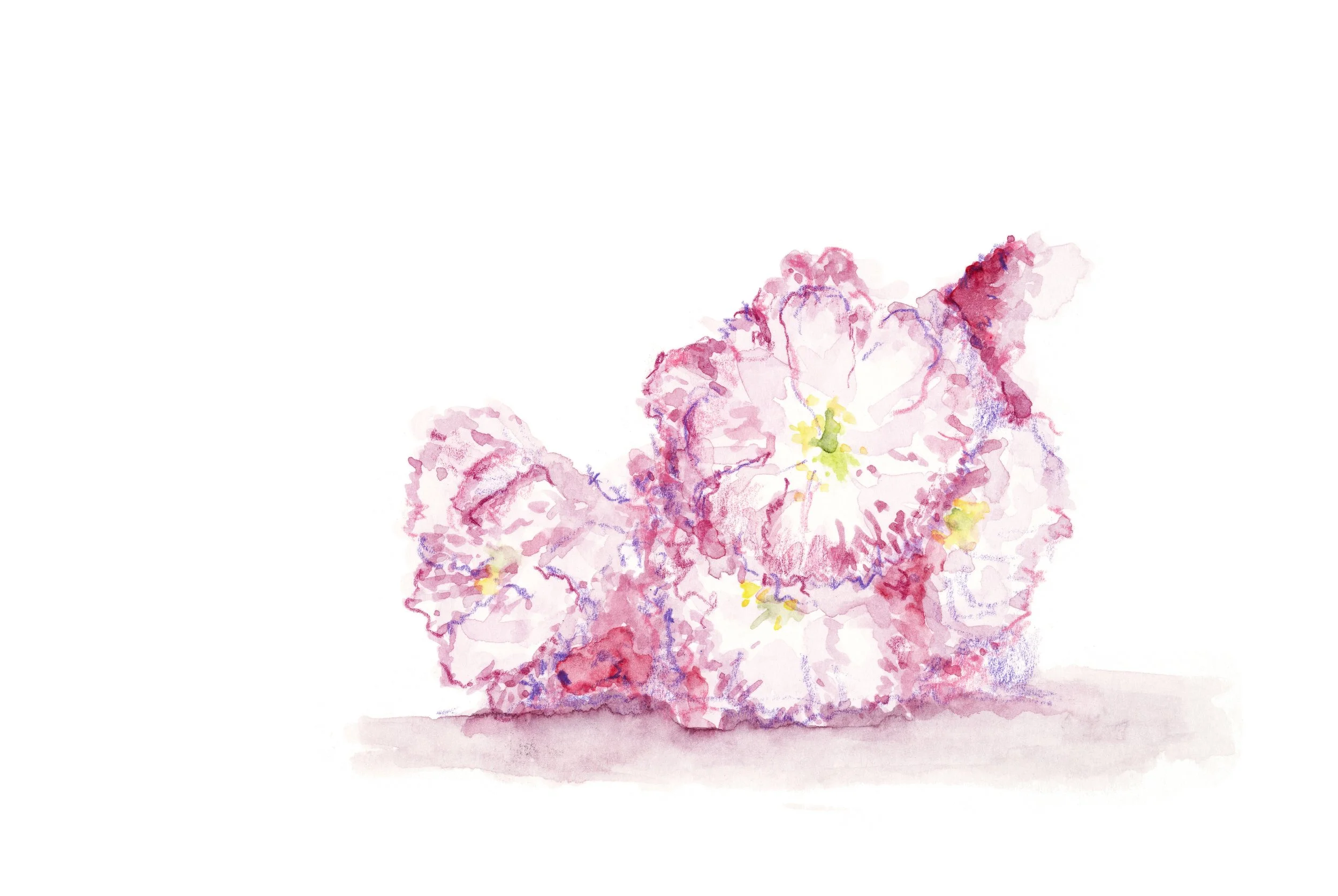 AR-0004_cherry_pitch SE_1_background removedV2 copy.jpg