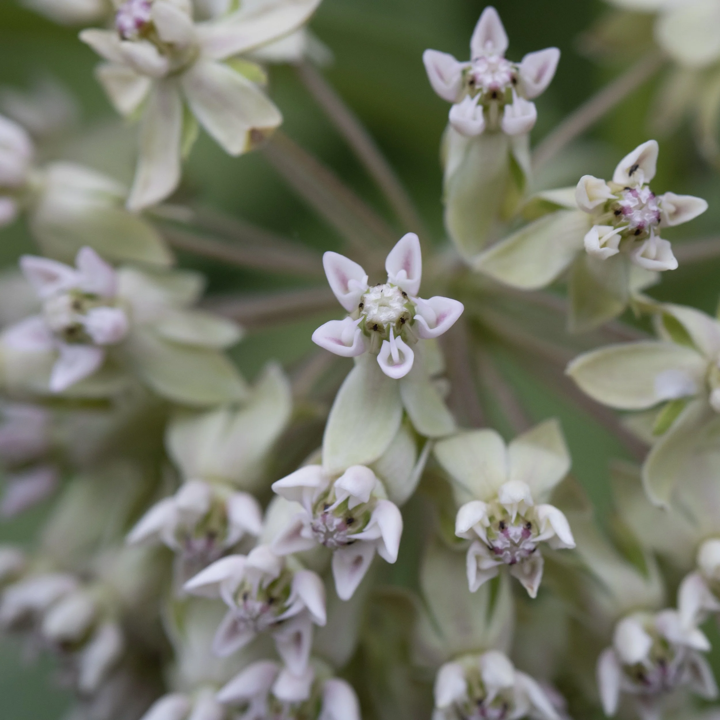 Close-up of white and pale pink star-shaped flowers with green background.