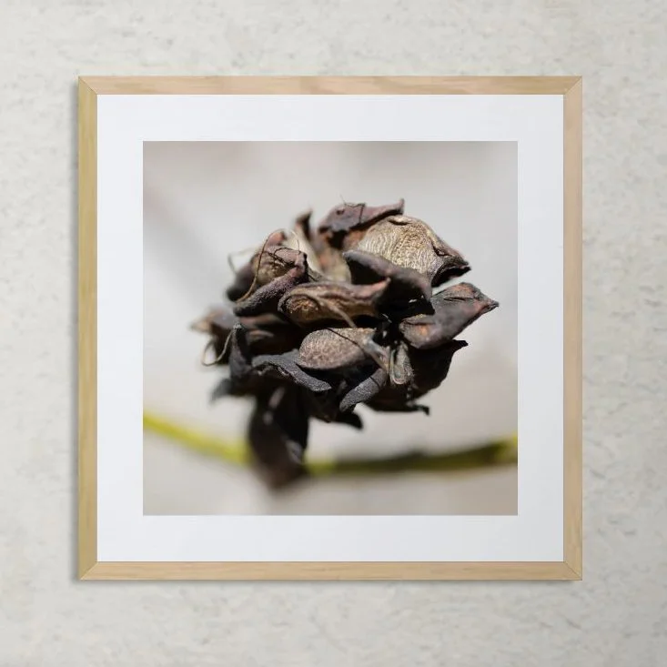 macro photo of a sweetbay magnolia seed pod