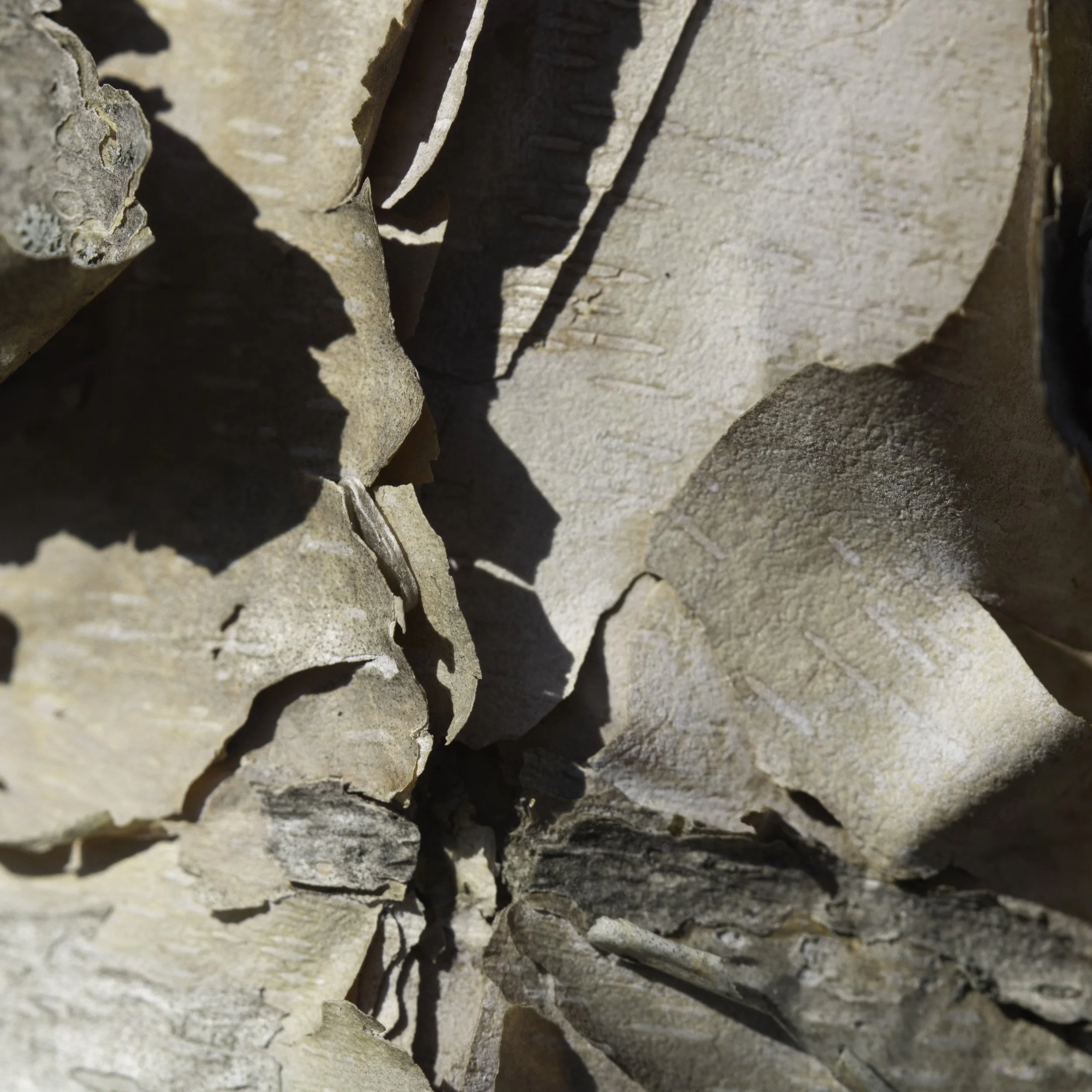 Betula (Birch) Bark - Early Spring Macro Photography at Fresh Pond