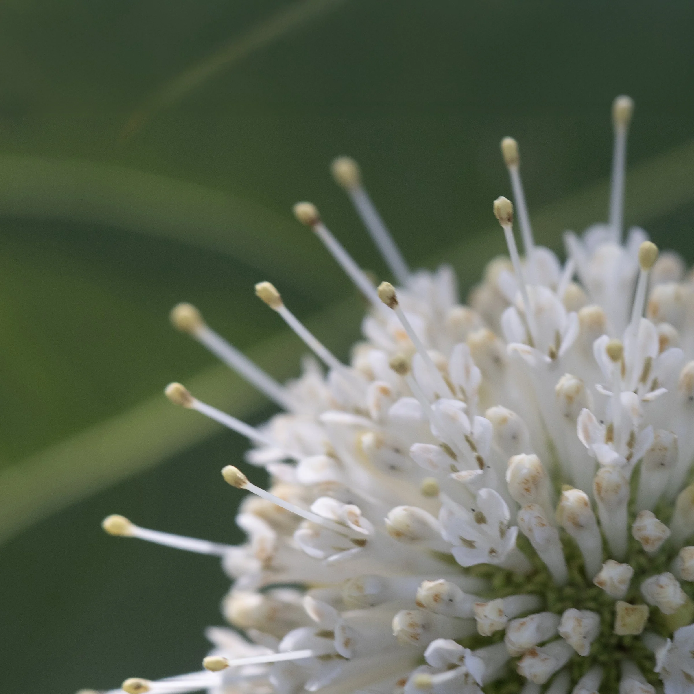 Cephalanthus occidentalis (Common Buttonbush) 2 - Summer Macro Photography at Fresh Pond