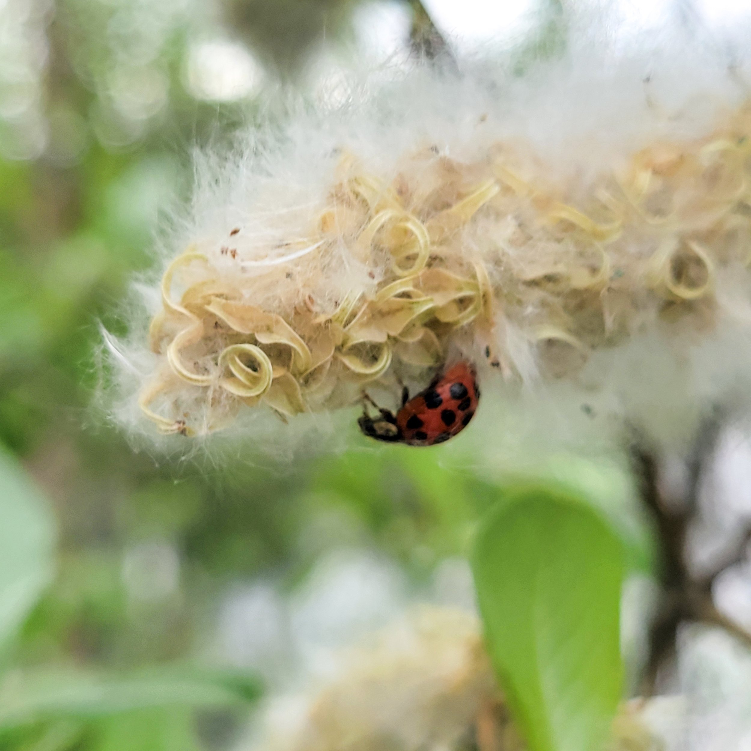 PH1124 20250508_141258-EDIT.jpg