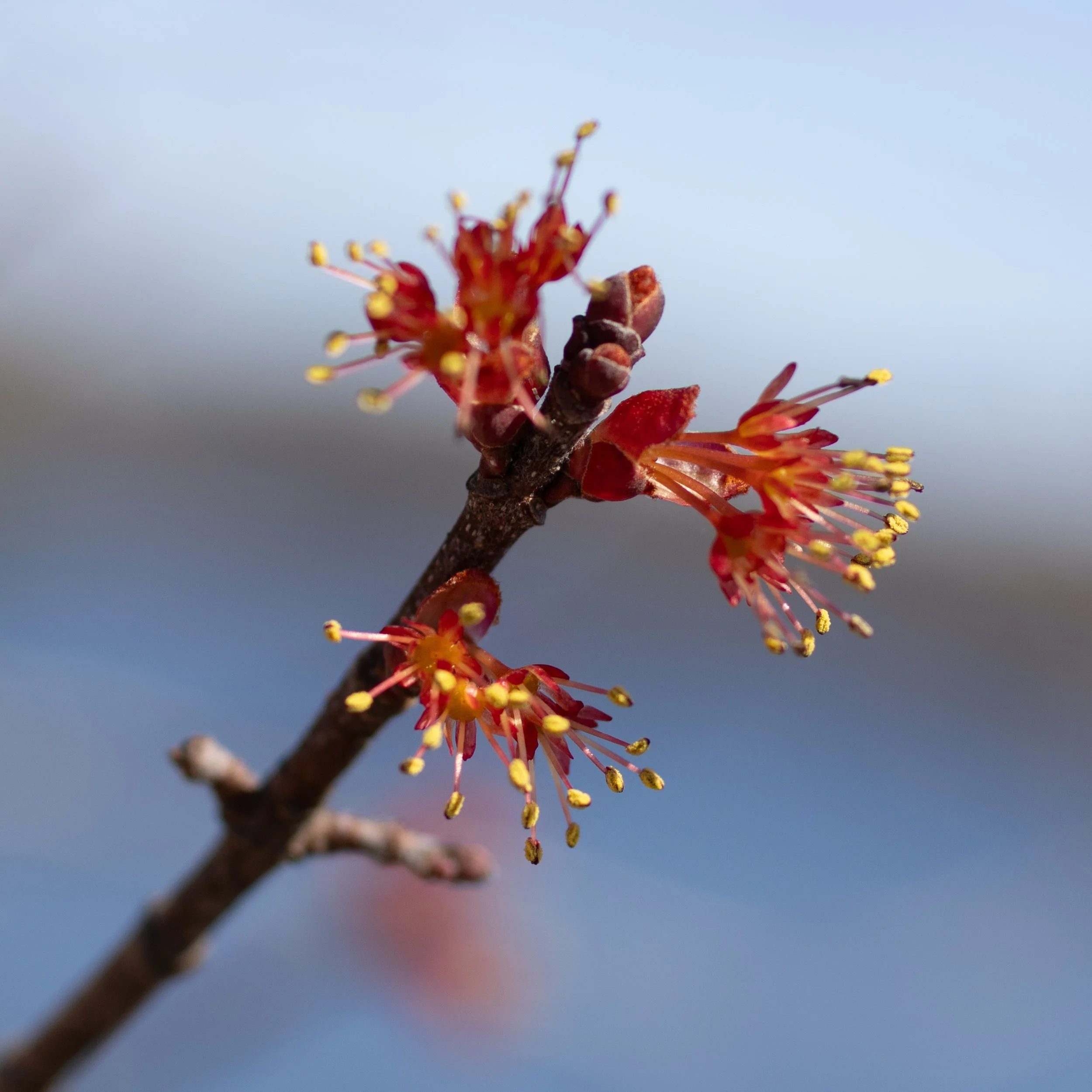 Close-up of a flowering branch with small red buds and tiny yellow-tipped stamens against a cloudy sky background.