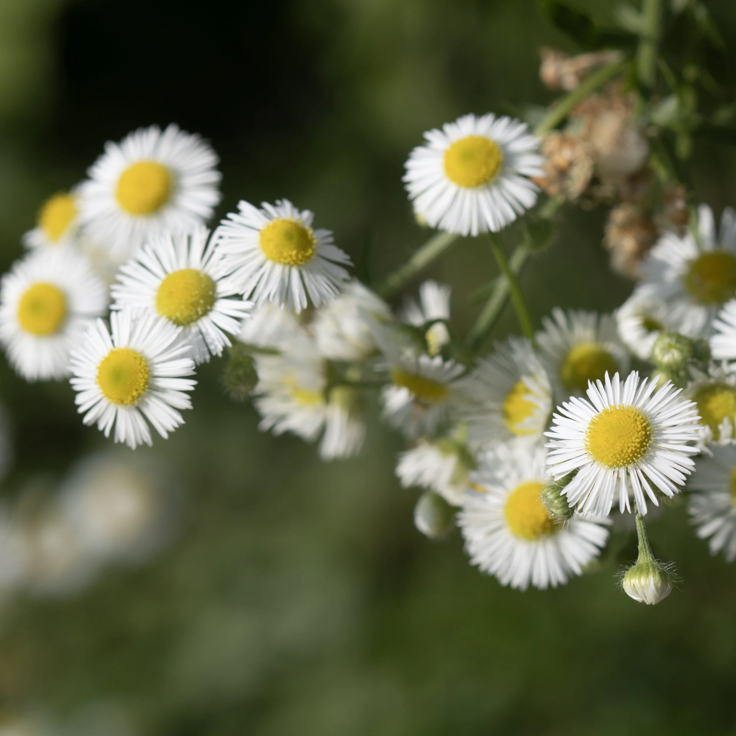 Erigeron strigosus (Daisy Fleabane) 2 - Summer Macro Photography at Fresh Pond