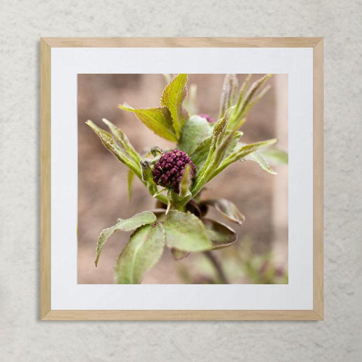 A close-up of a red-berried elder (Sambucus racemosa) flower bud, showing clusters of deep purple buds surrounded by young green leaves