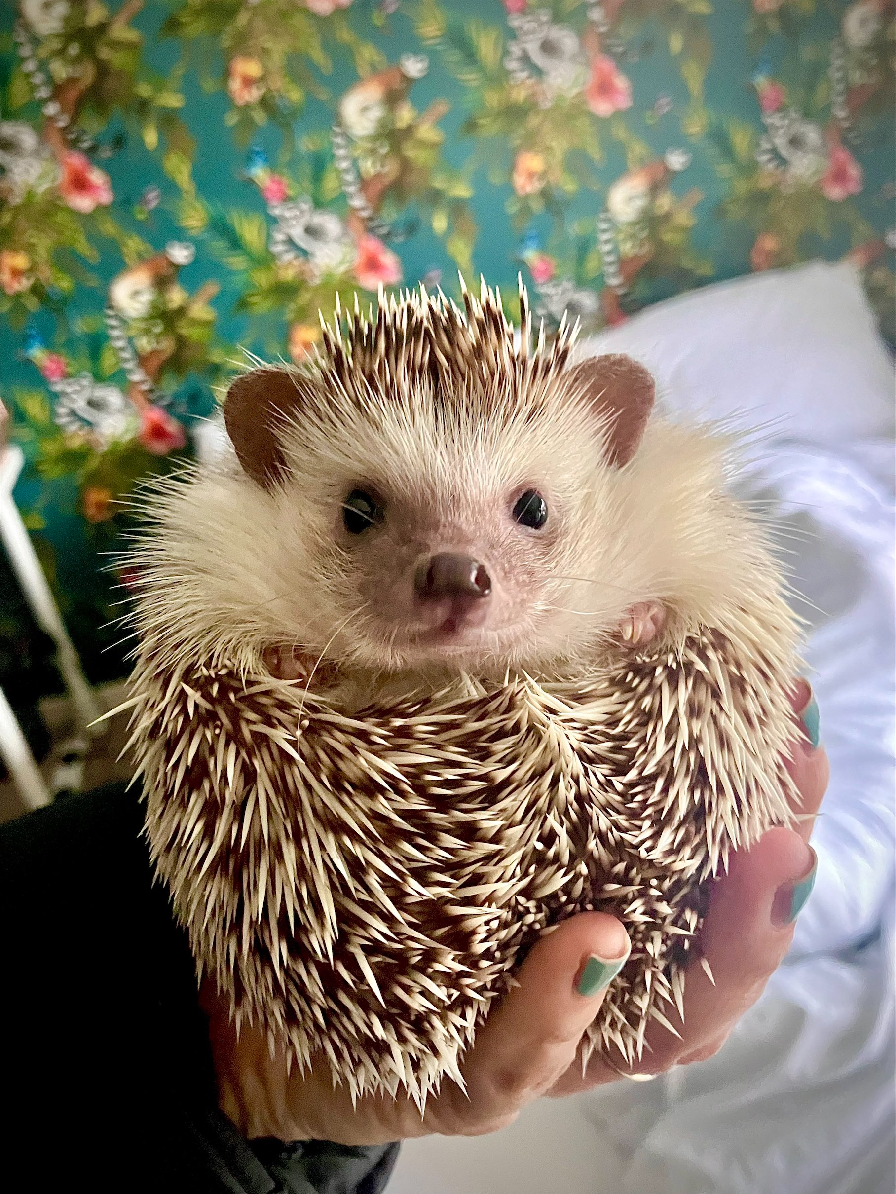 Pedro