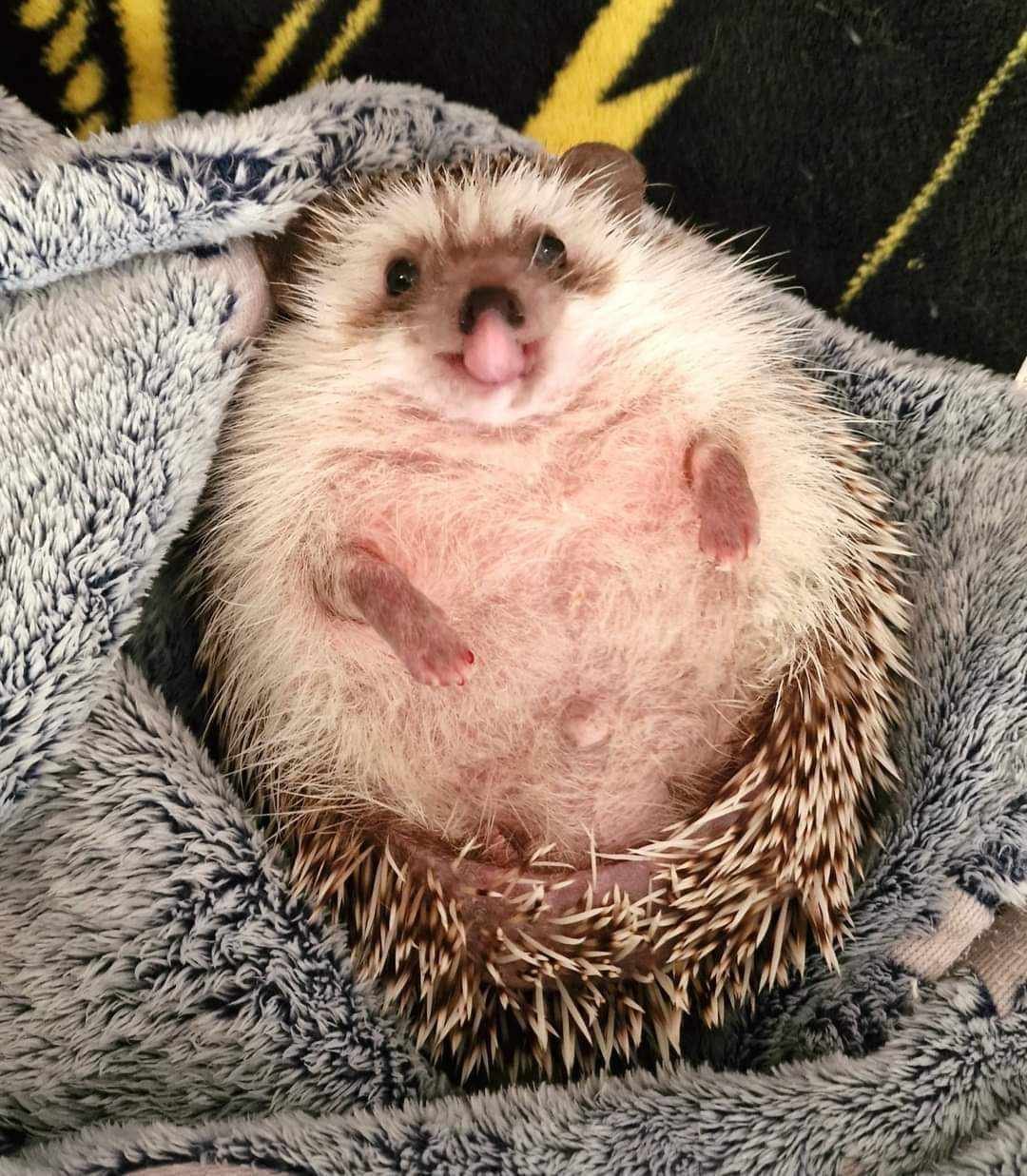 Ronnie