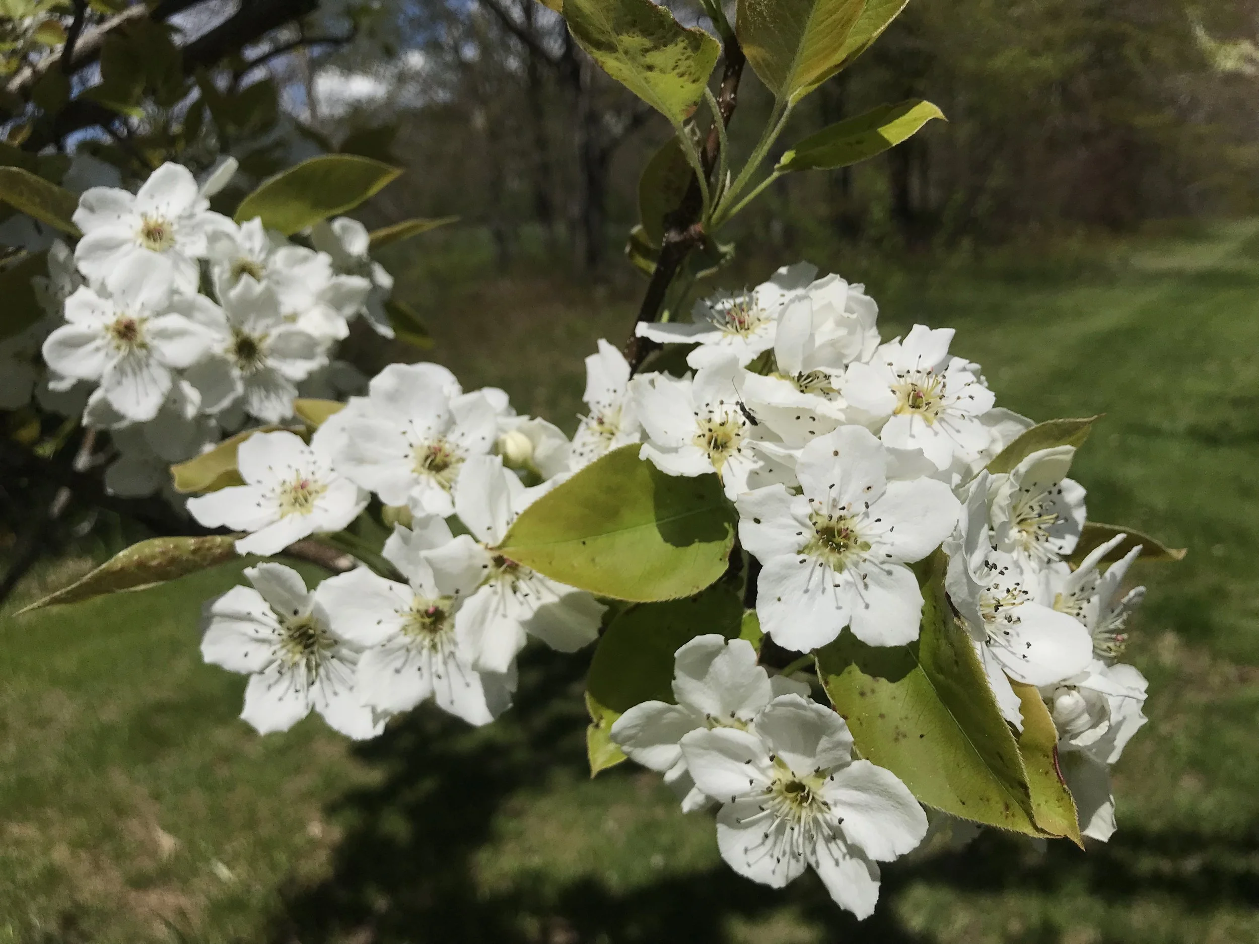 Blossoms