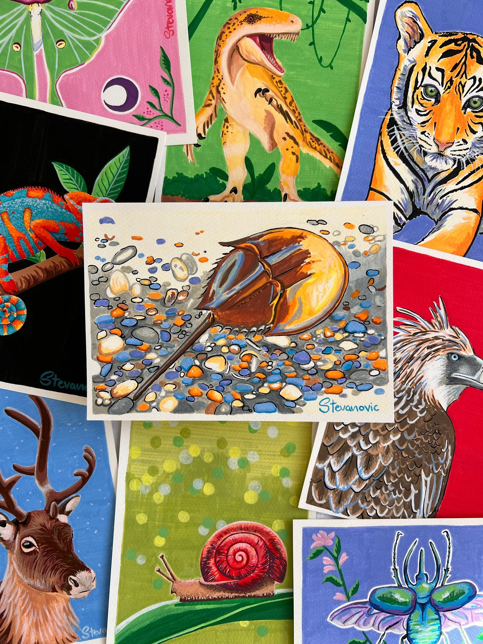 Horseshoe Crab - Day 3