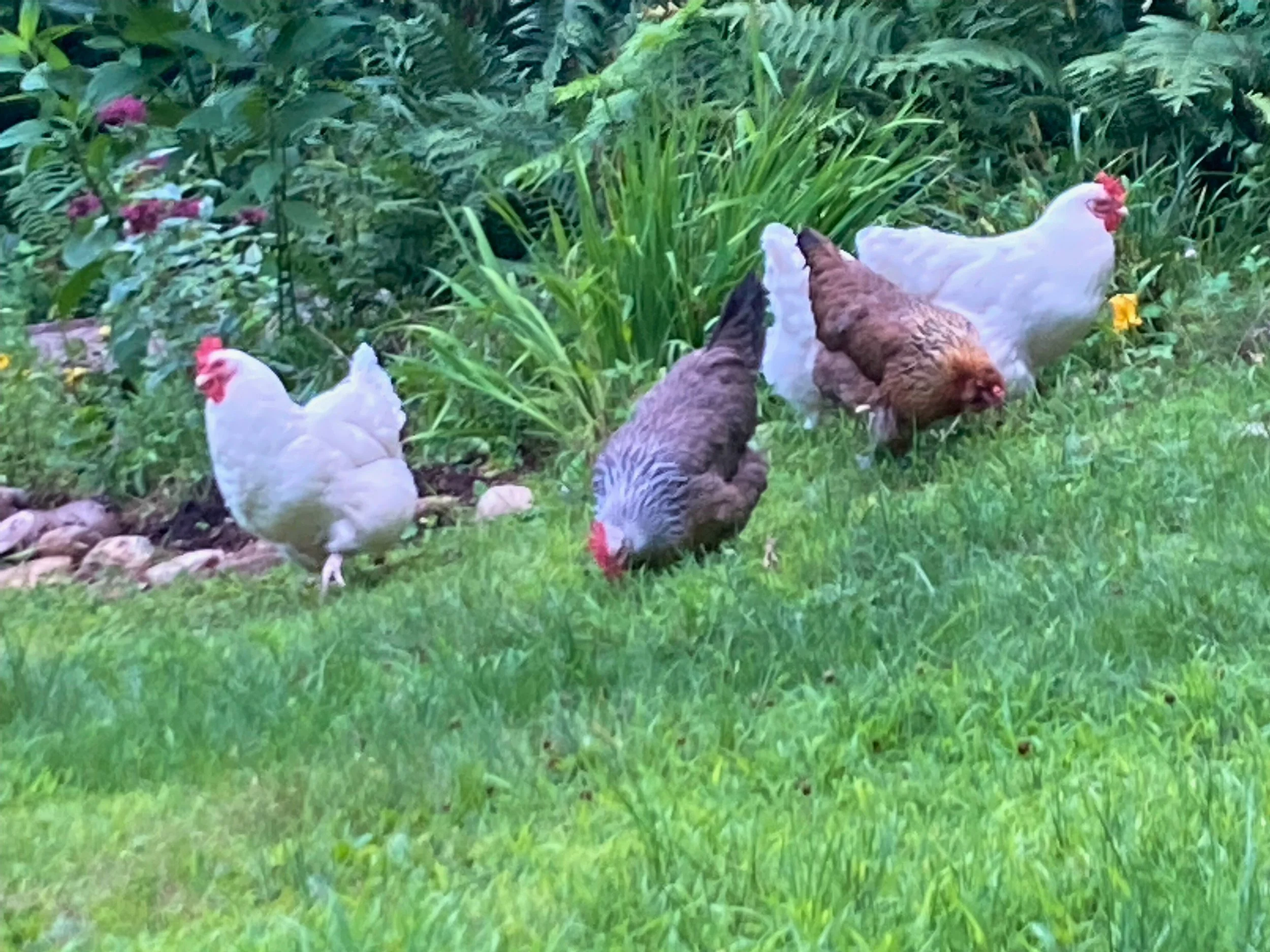 Chickens foraging on grass in a garden with plants and flowers in the background.