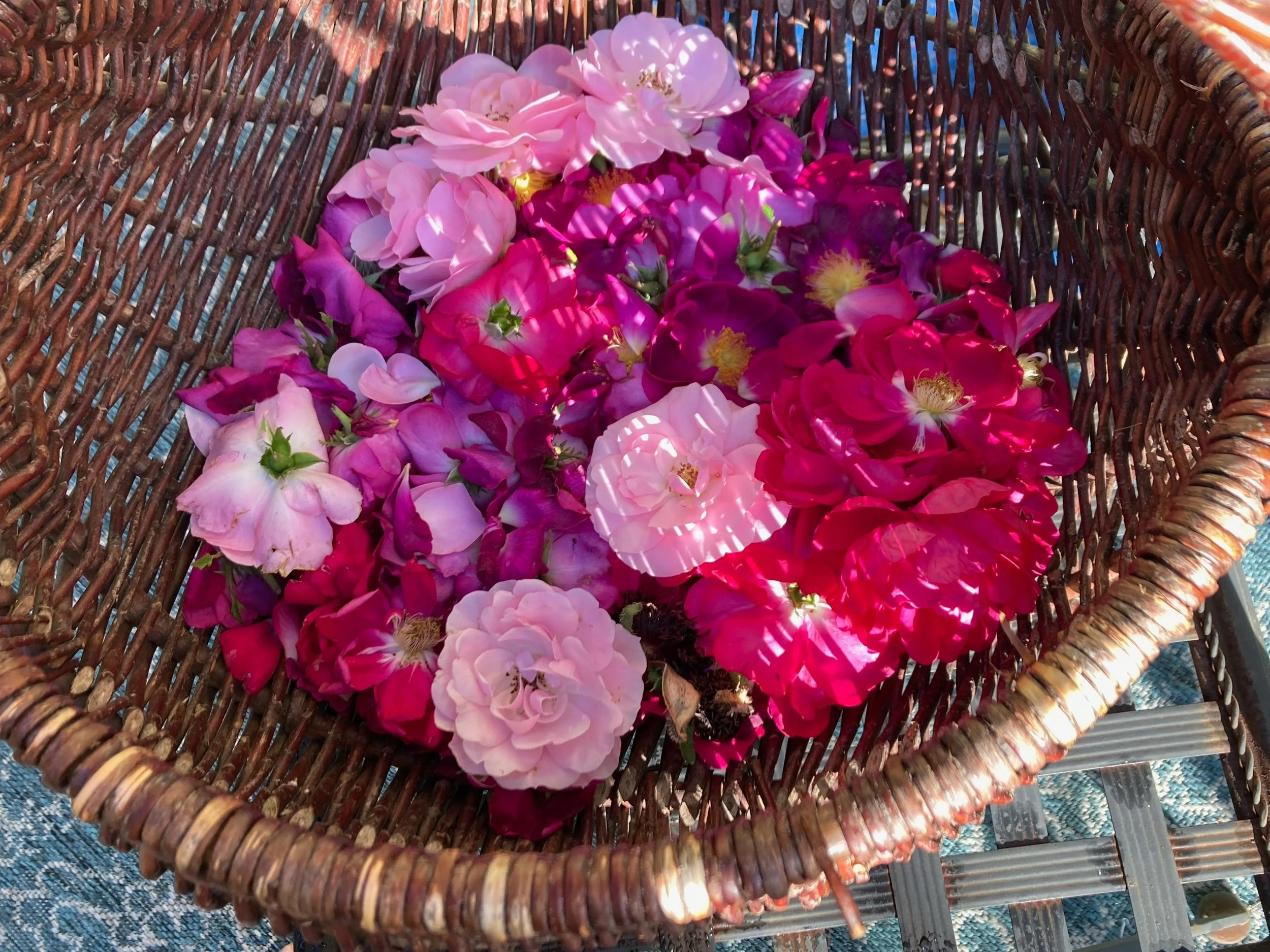 Wicker basket filled with pink and red rose petals.