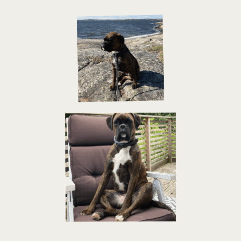 Two images of a brown and white dog. The first image shows the dog sitting on rocky terrain by the water. The second image shows the dog sitting on a cushioned chair outdoors.