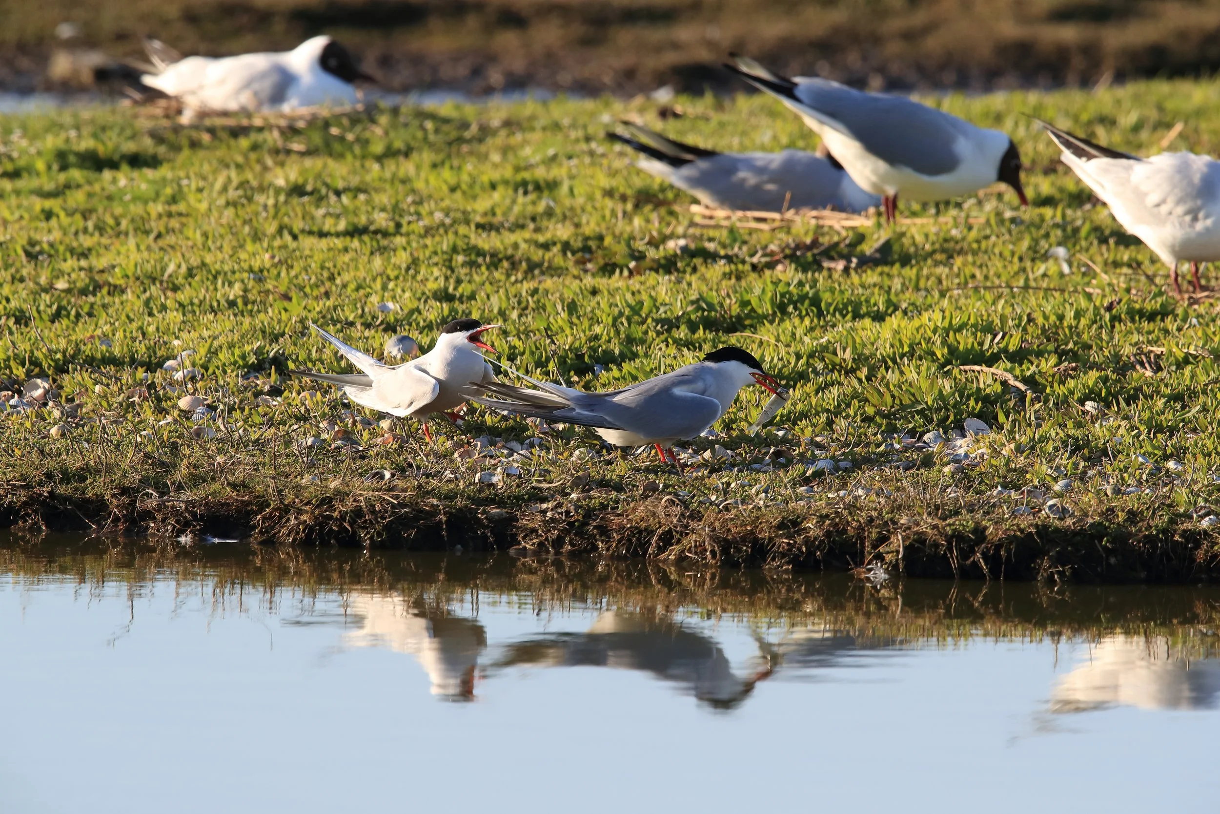 Vogelbeobachtungstour mit Minibus