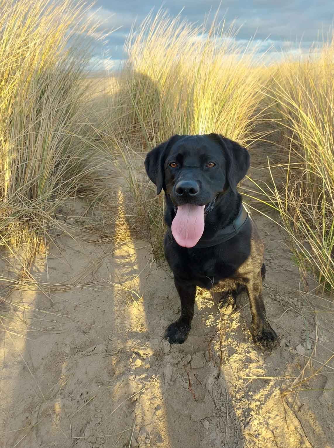 Ferienhaus Ouddorp mit hund 13