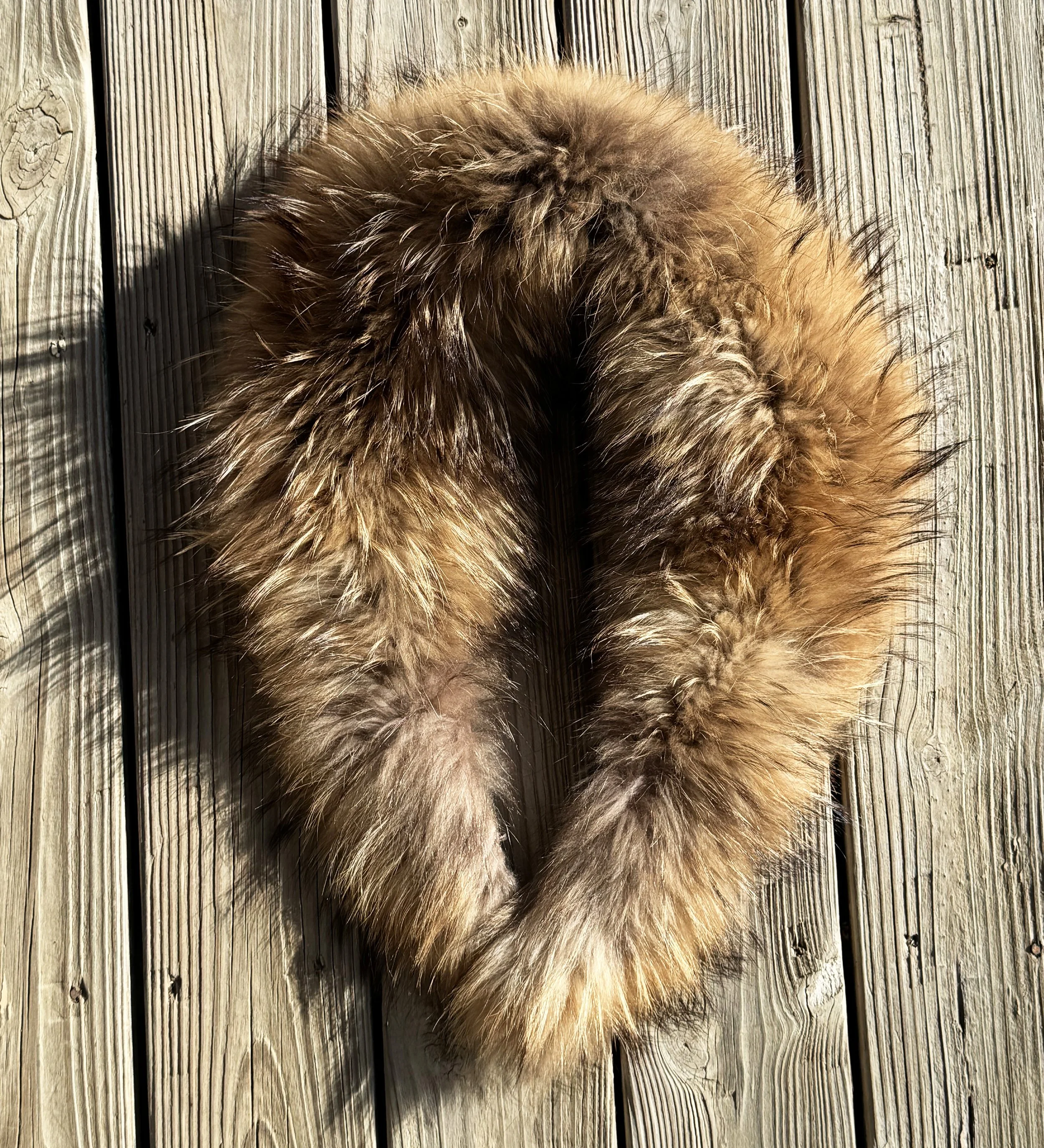 Collar_Finnish Racoon_251207_006.jpg