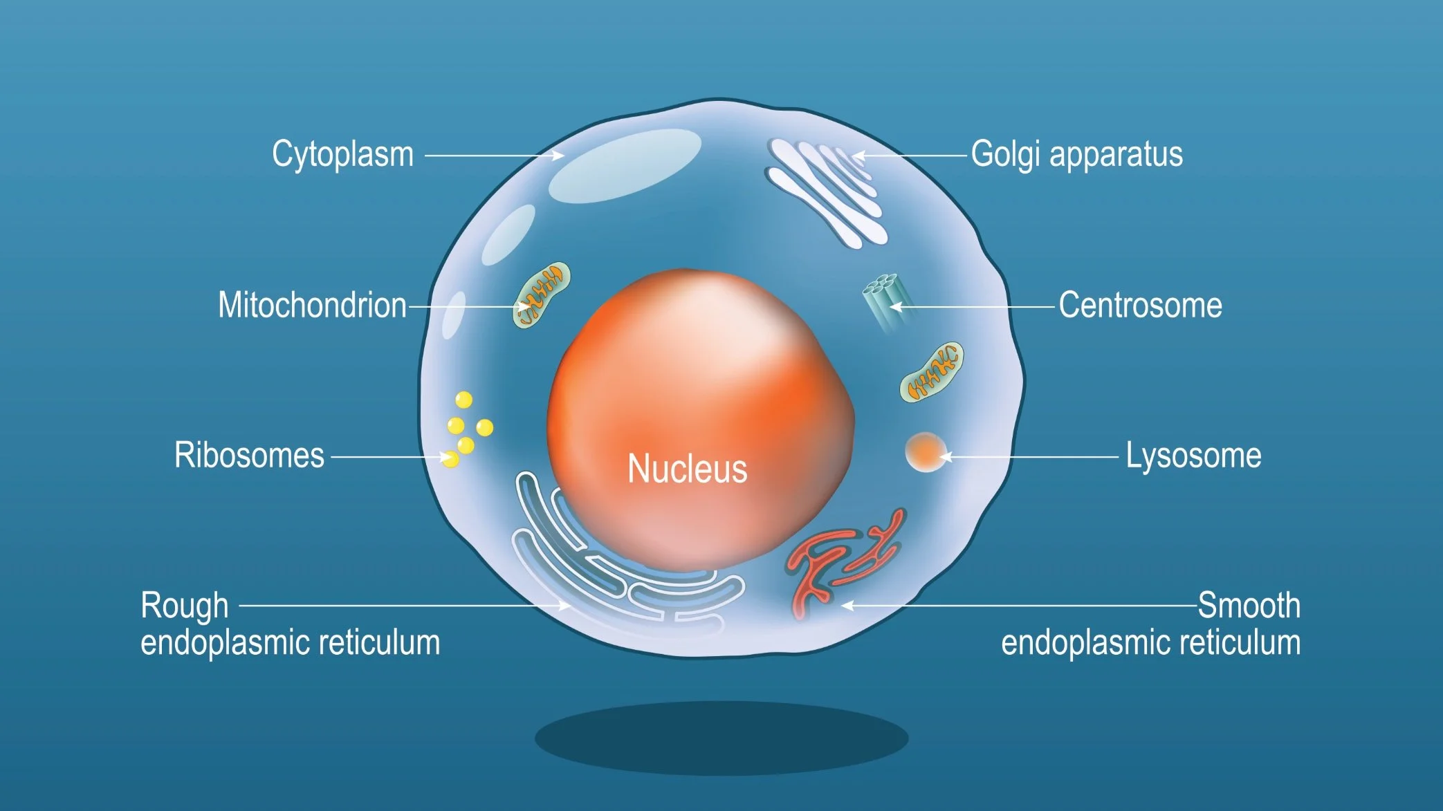 Mitochondria in MND / ALS