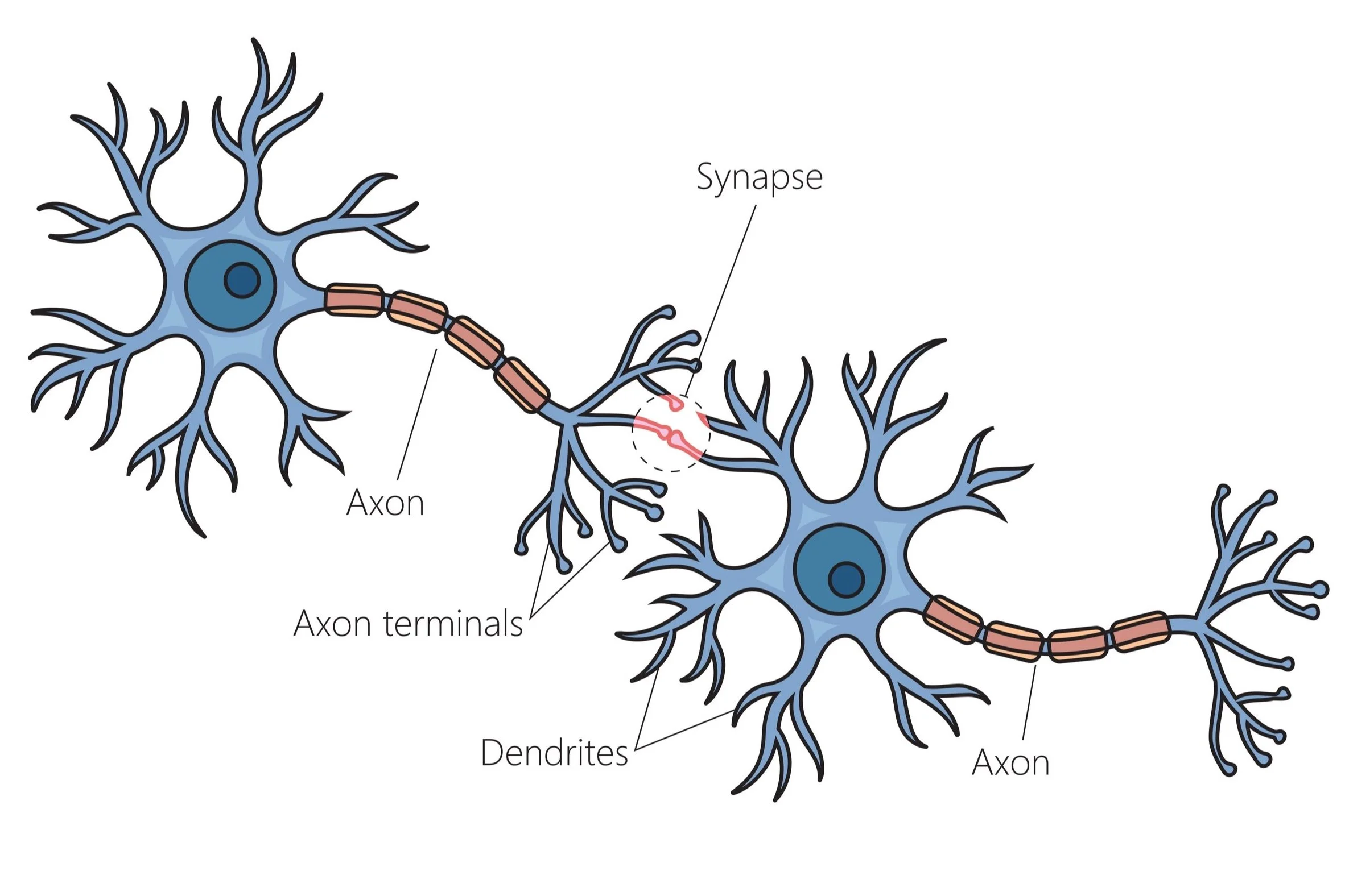 Glutamate Excitotoxicity in MND - and  How Chocolate Might Help…