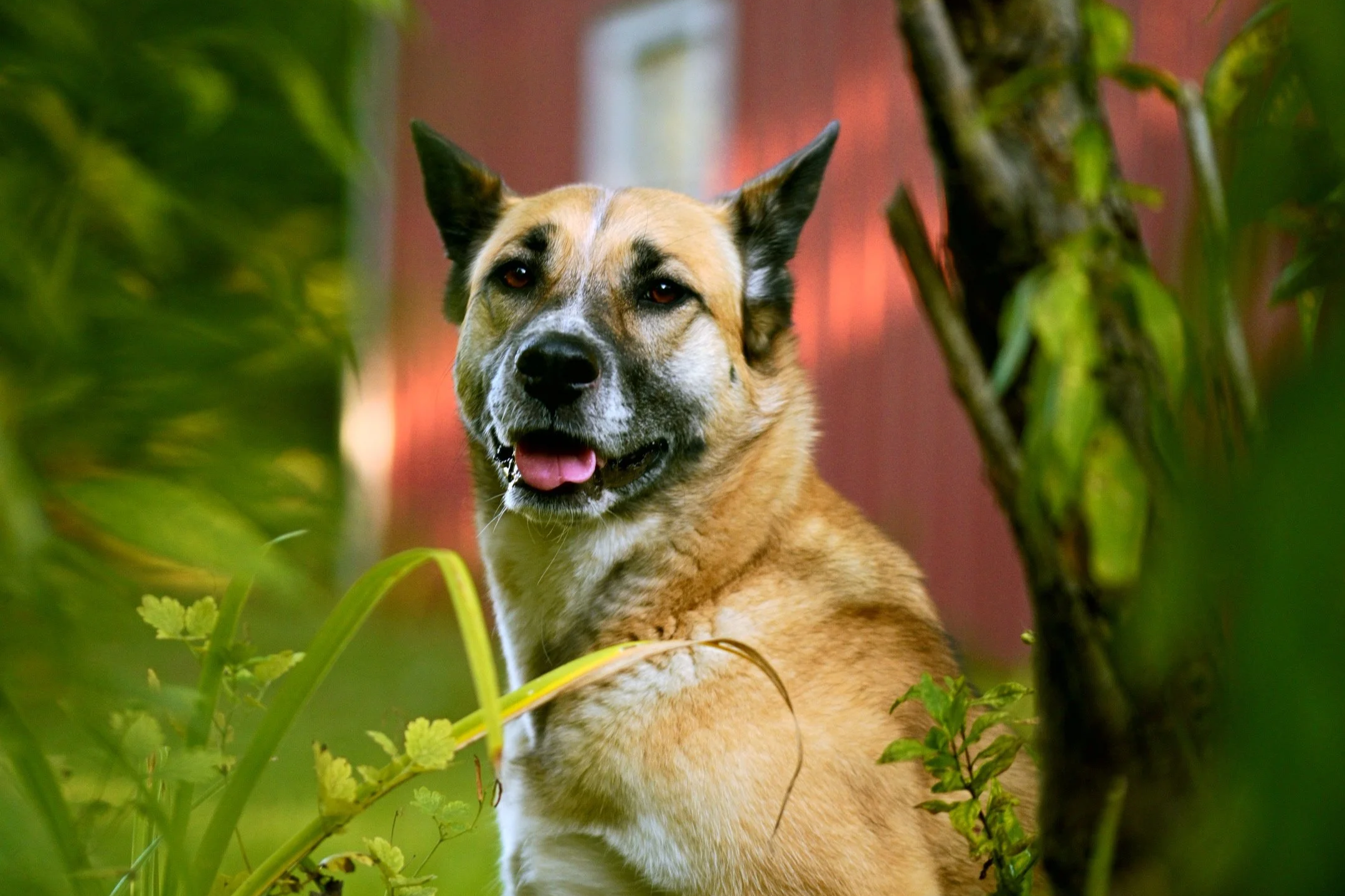 Pet
