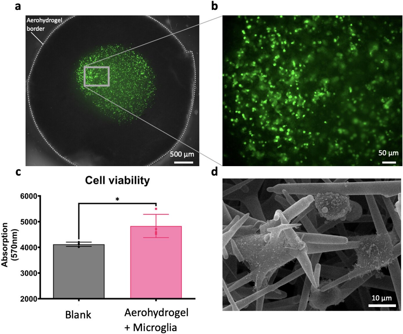 Microscopic images and graph showing cell viability experiments. Panel a shows a fluorescent microscopy image of cell suspension with green fluorescence, localized within a circular boundary labeled as 'Aerohydrogel border'. Panel b is a zoomed-in view of the fluorescent area, showing many small green fluorescent points. Panel c is a bar graph comparing cell viability, with higher absorption in the Aerohydrogel + Microglia group compared to the Blank. Panel d shows a scanning electron microscopy image of a scaffold with a complex, spiky surface structure.