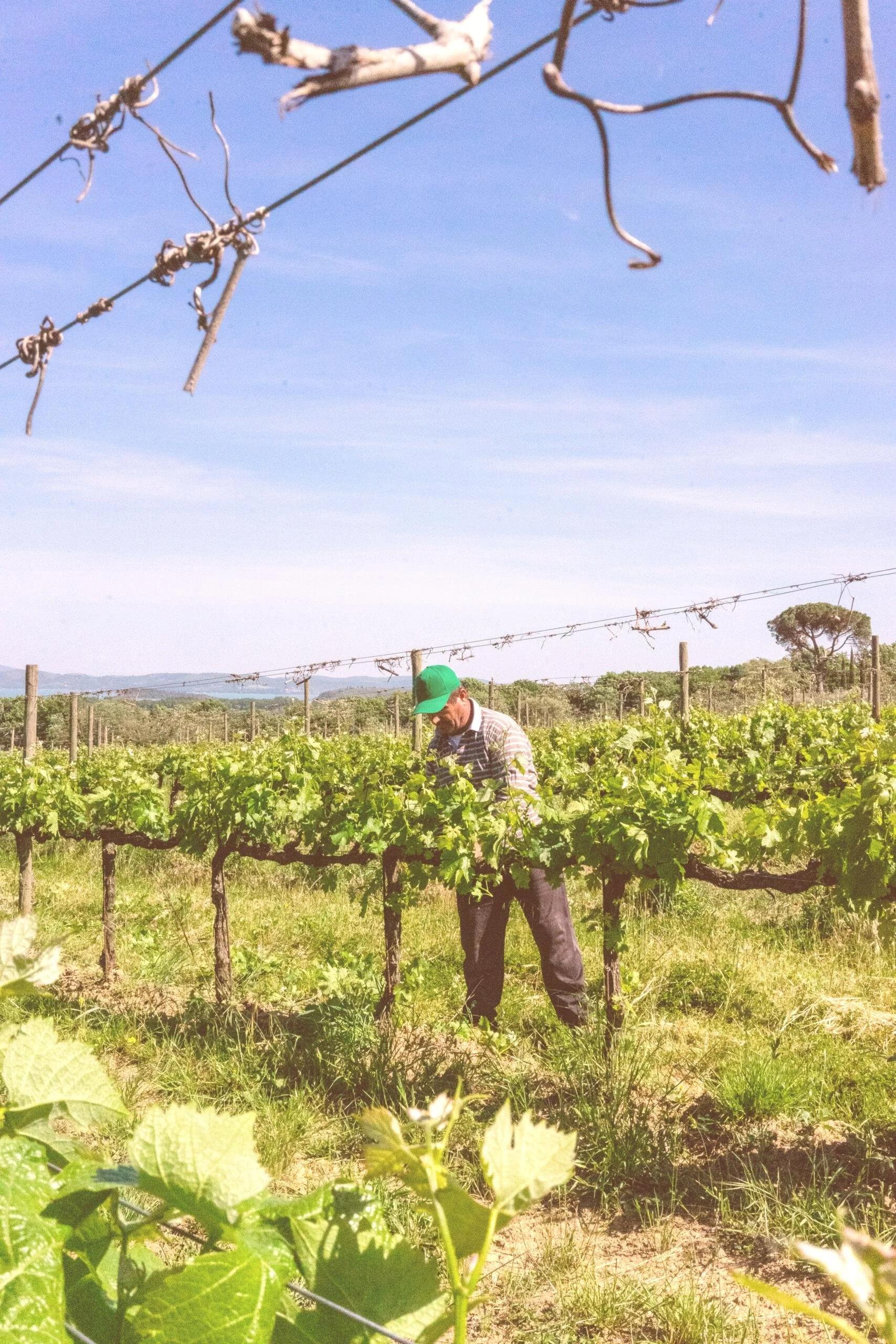 Organic winery Tuscany The Salty Buddha Retreat