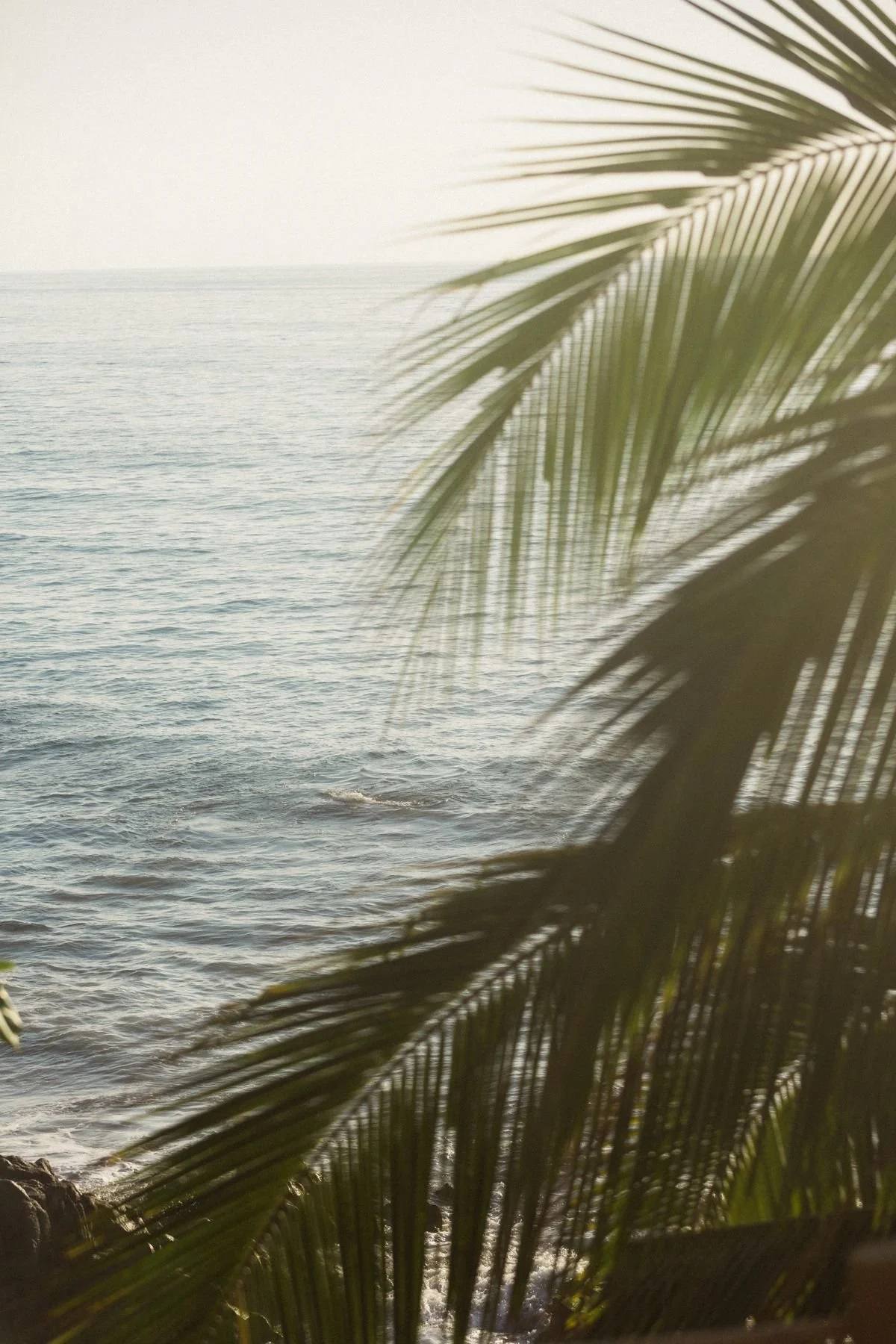 Palm trees Nicaragua yoga retreat The Salty Buddha