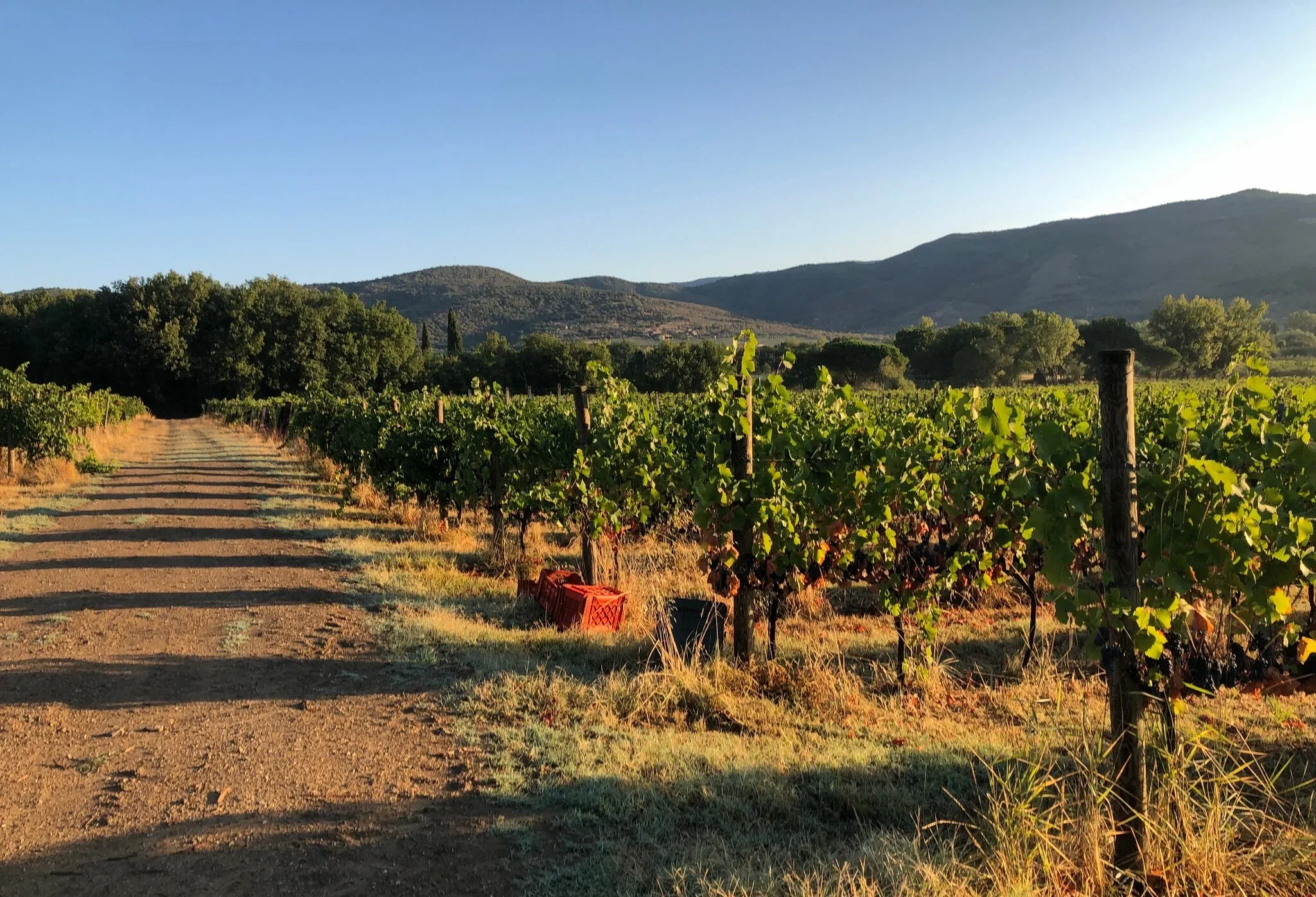 Italian organic wine vineyard The Salty Buddha yoga pilates retreat to Italy 2027