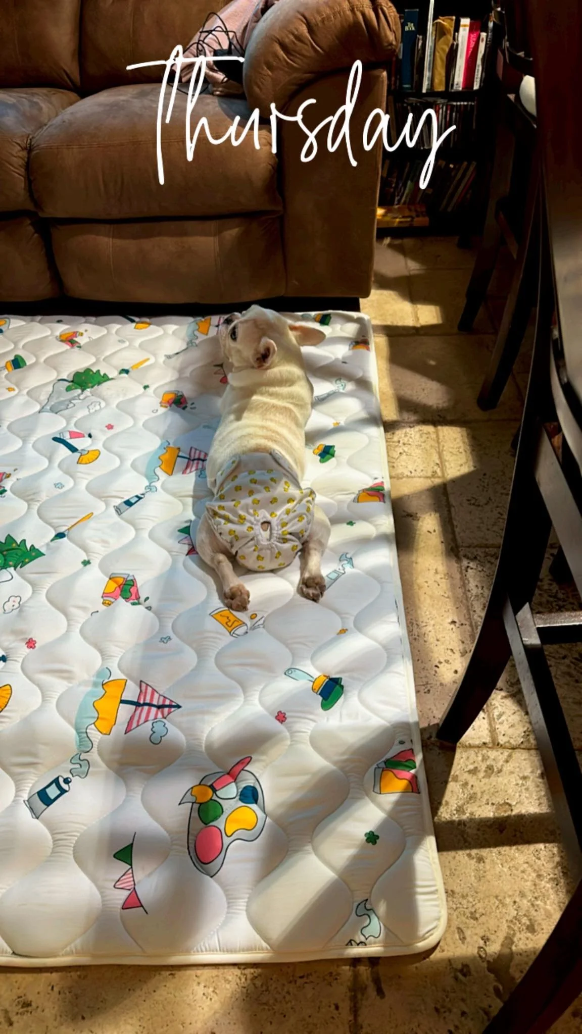 Queen 👸 Bee 🐝 Minnie 🩷
A E IVDD French Bulldog Rescue inc 501c3
The whole reason 👆👆👆 we&rsquo;re here ✊♿️🫶