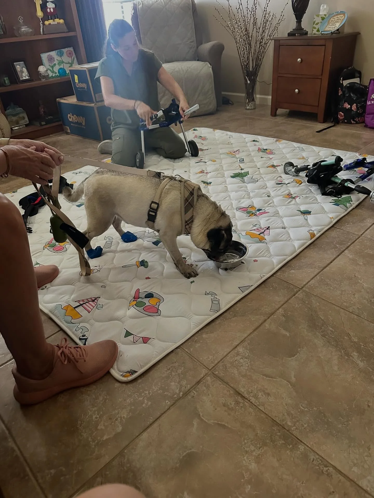 Thank you to Rocky and his mom for trusting me and my services thank you to my Amazing physical therapist Sandy @doggiemotion_ for being more than Amazing taking your time out to come help Rocky as Rocky was in need of a wheelchair fitting and a new 