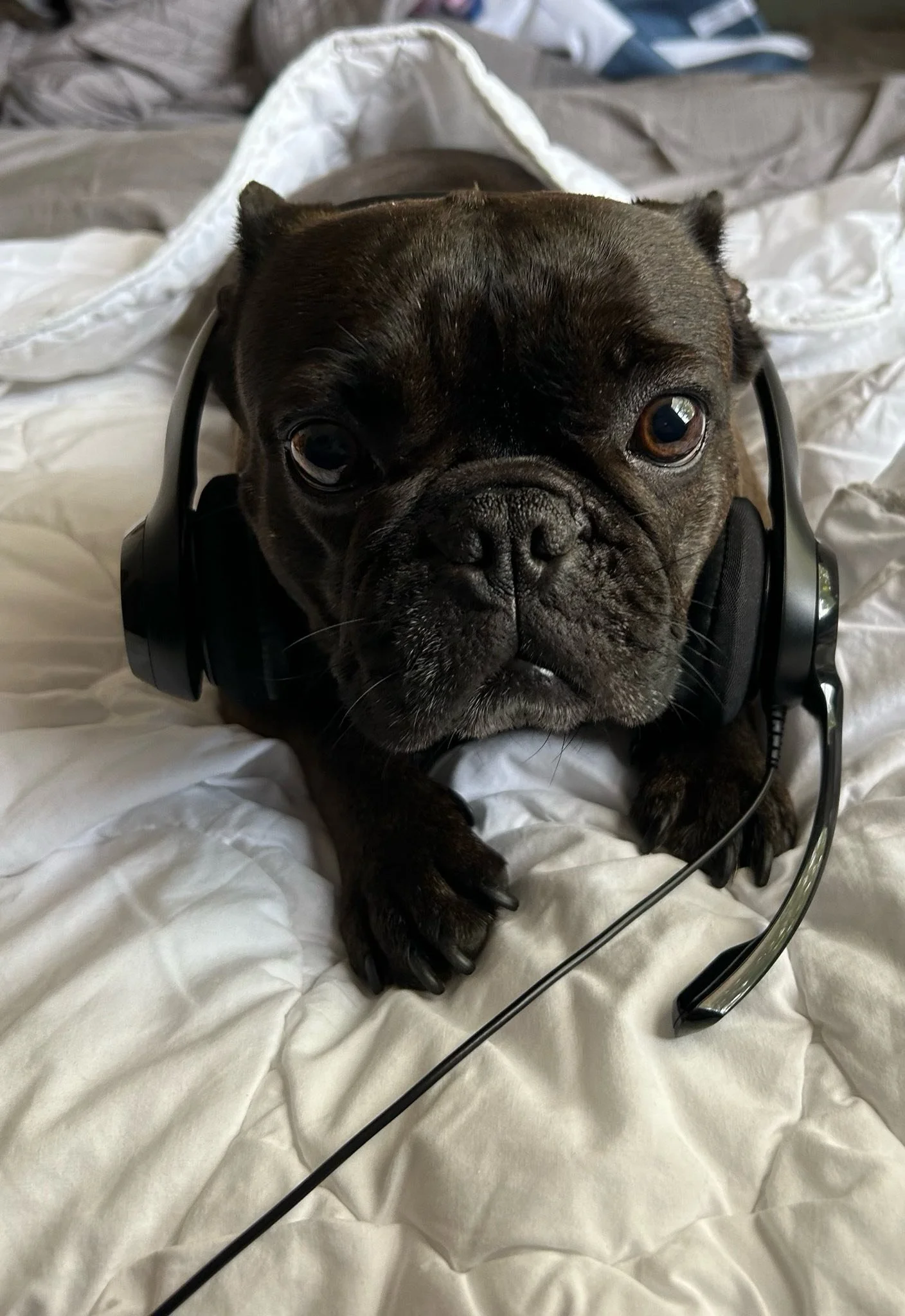 Sweet Pepper 🥰🥰 was surrendered in very poor condition as she has made a full recovery ❤️&zwj;🩹 she&rsquo;s spayed and fully vaccinated right before the holidays and is looking for her forever 🏡home as every girl deserves ￼one 🩷🩷🩷 for more inf