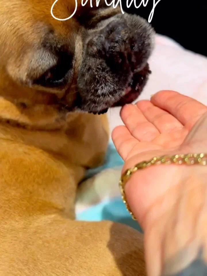 When choosing someone to watch your dogs, you look for someone that works for you and for your dogs I always make it work for my humans but I go above and beyond for my four legged friends when Arlo&lsquo;s mom goes out of town he misses his mom need