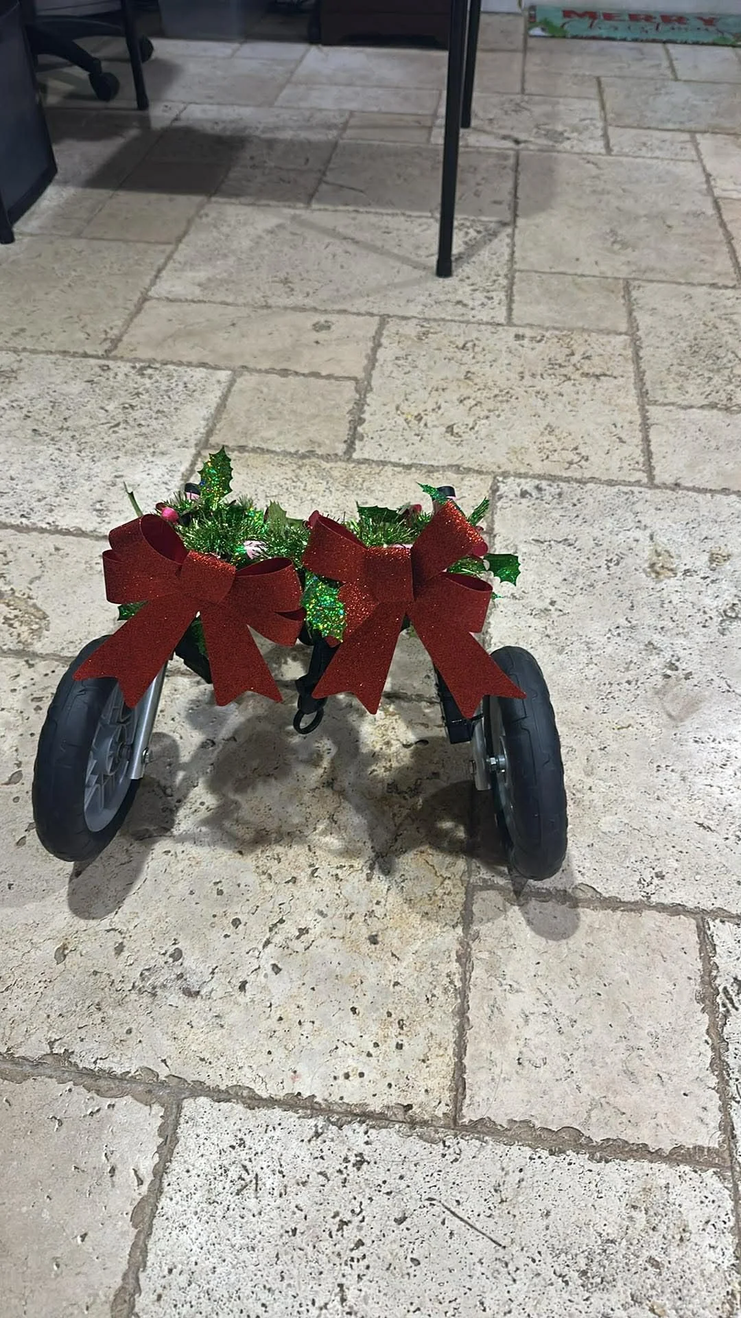 Georgia is ready to roll in style ♿️🎄♿️🎄 for our upcoming event 🥰🥰🥰 Christmas 🎄 vibes all the way own 🥰😃🥰😃🥰😃

A E IVDD French Bulldog Rescue inc 501c3