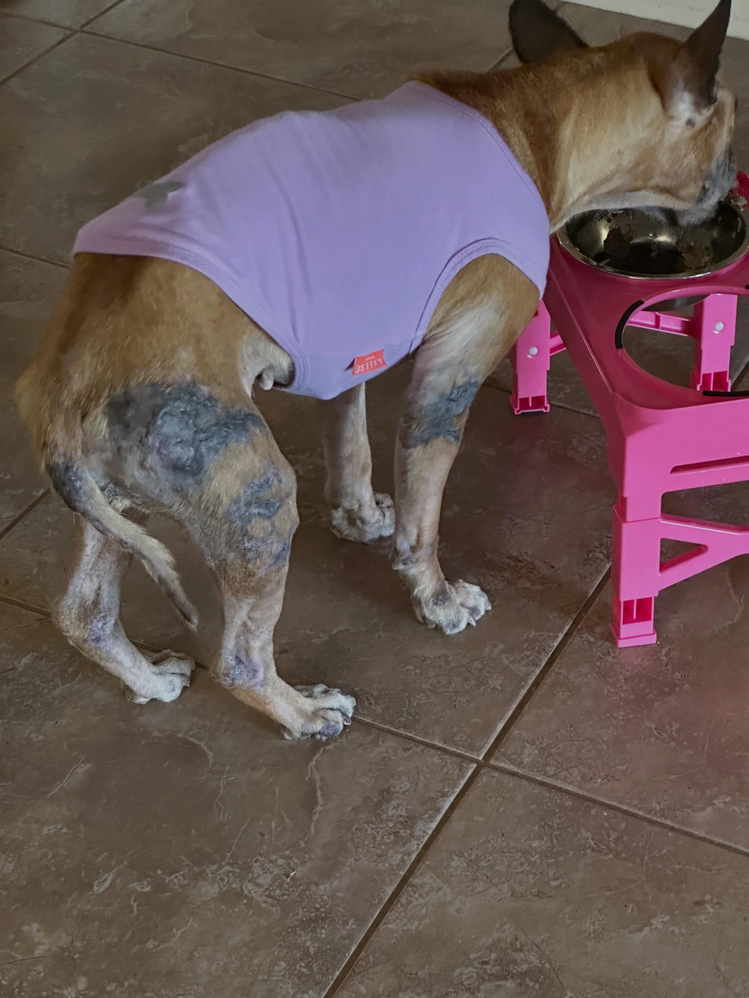 Look how amazing our skin is looking 😃😃😃 what the proper care can do 🫶🫶😃😃

@iheartanimalrescue 
@miracles_road_to_recovery 
@ivdd_at_home_help