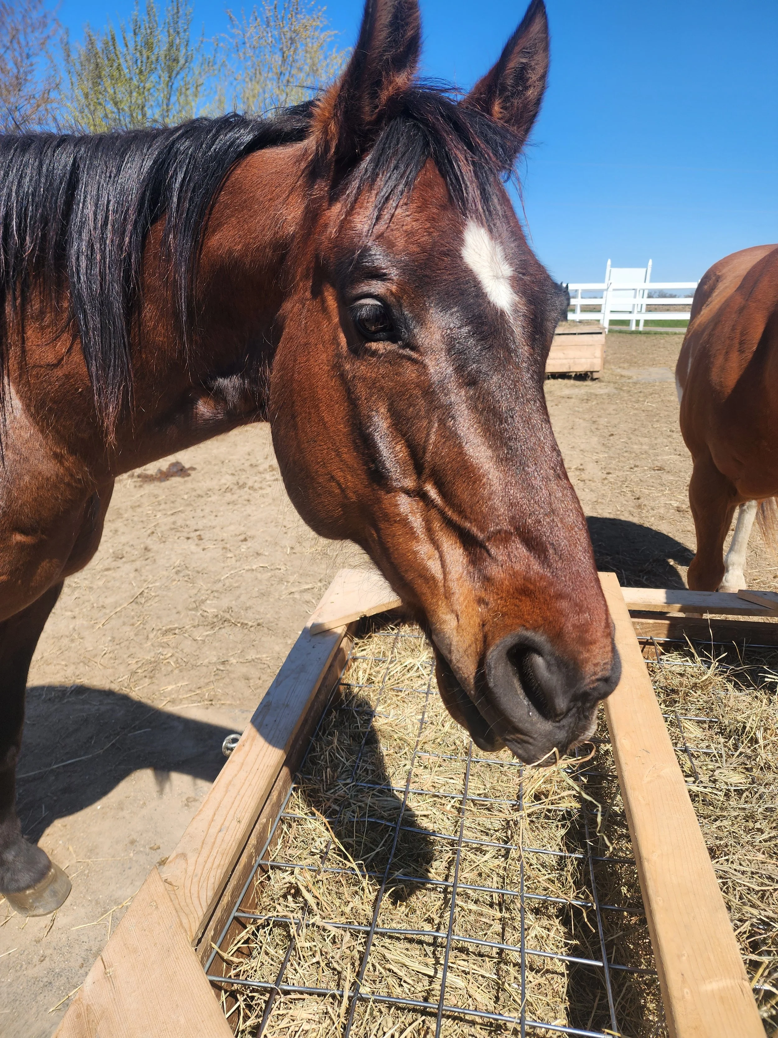 Summer Retreat with Horses