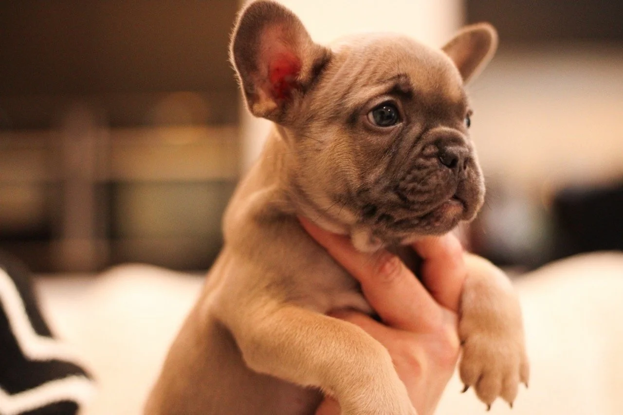 IMG_9332 Large Large.jpeg