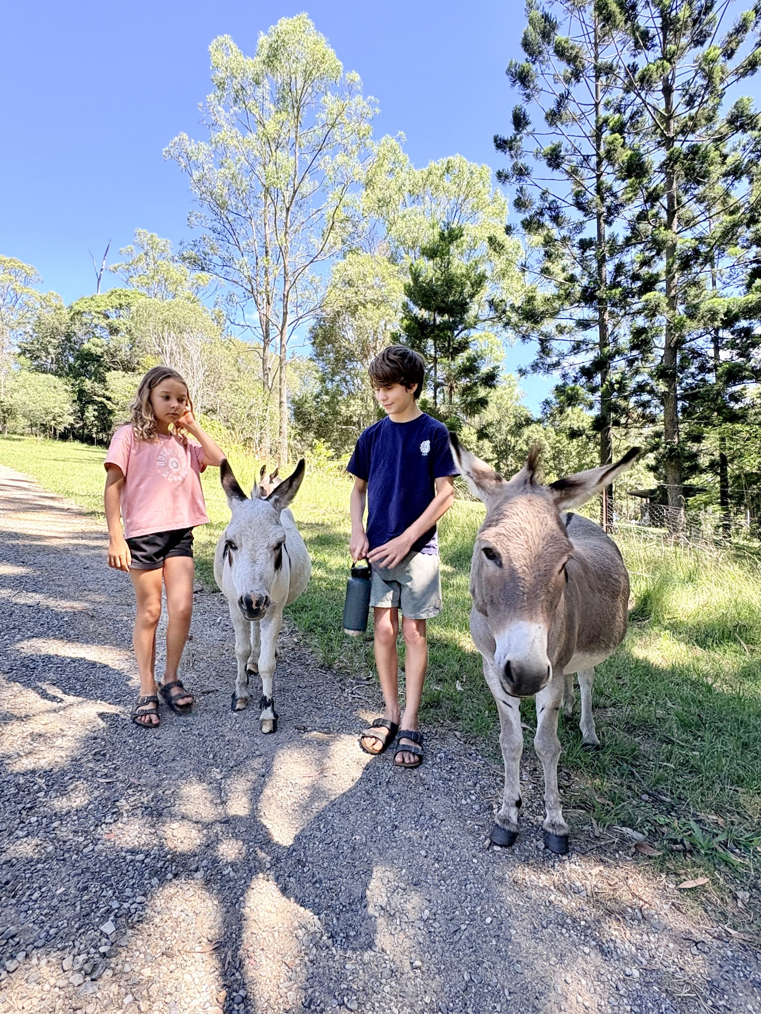 stonesthrow bush camping canungra
