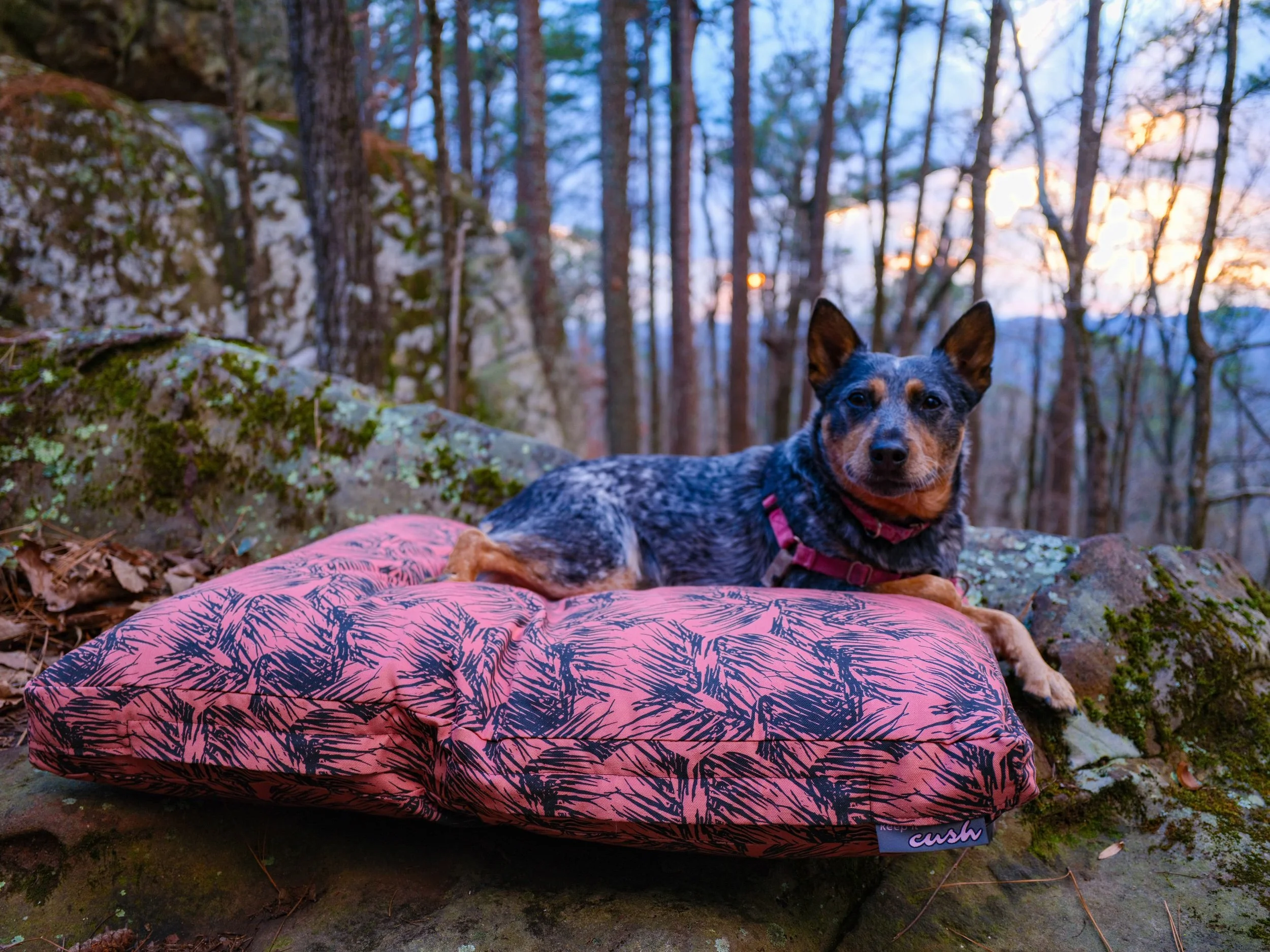 blue heeler on colorful pink and black canvas dog bed
