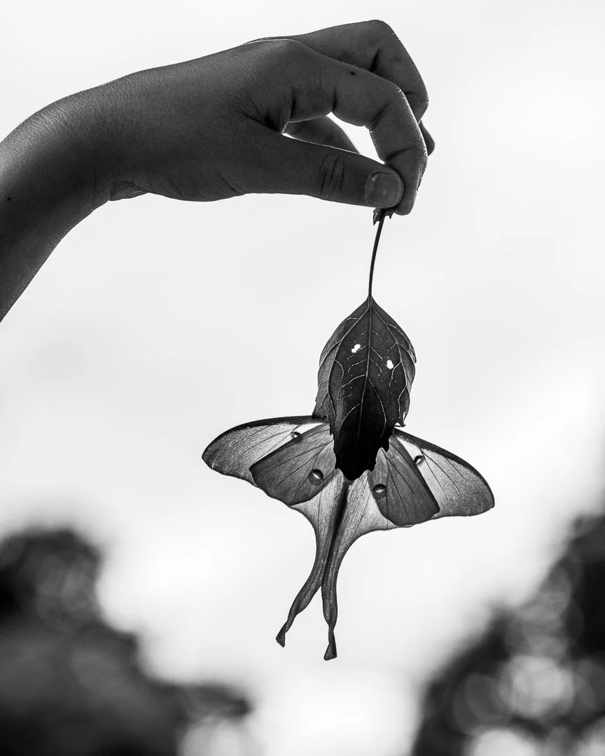 A hand holds a leaf shaped like a mask, revealing a luna moth beneath it.