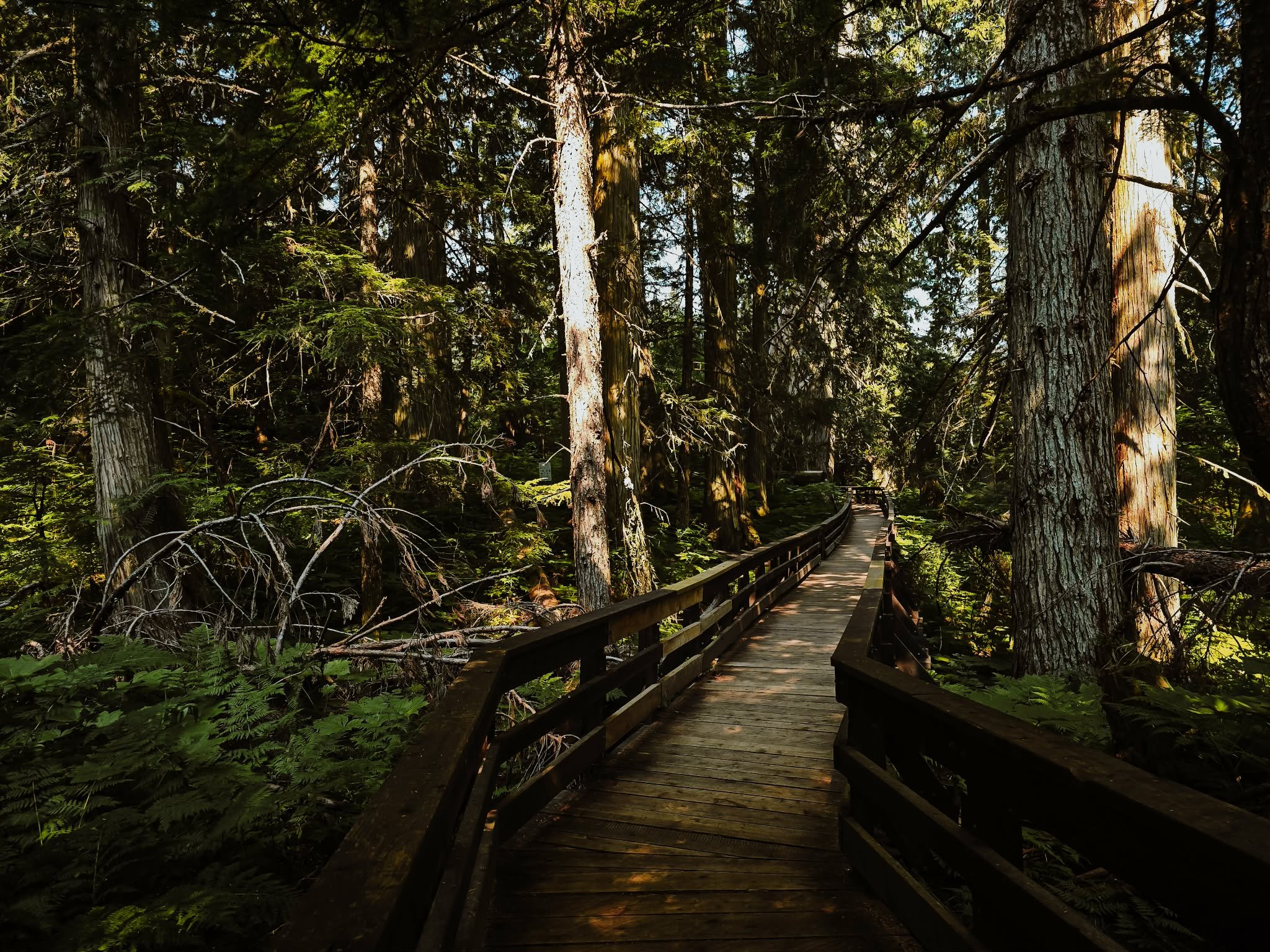 A group of people walking along a gravel path surrounded by trees