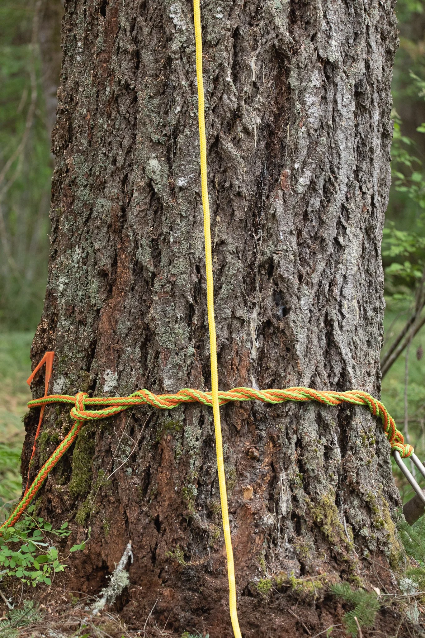 ISA Certified Arborist Support Systems - Tree Care - Tree Support - Comox Valley - Vancouver Island - British Columbia