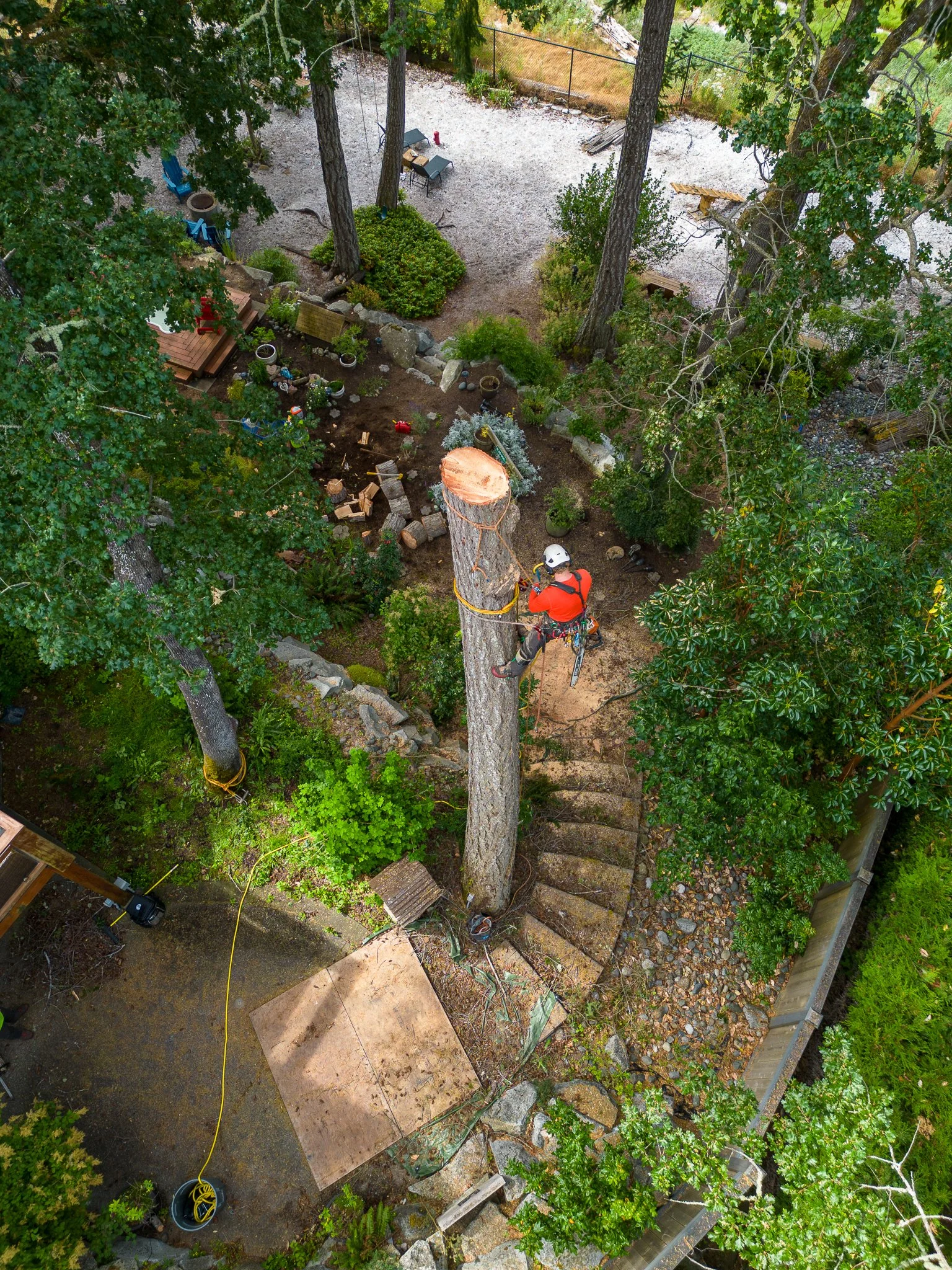 ISA Certified Arborist climbing a large tree -  Tree Removal - Comox Valley - Vancouver Island - British Columbia