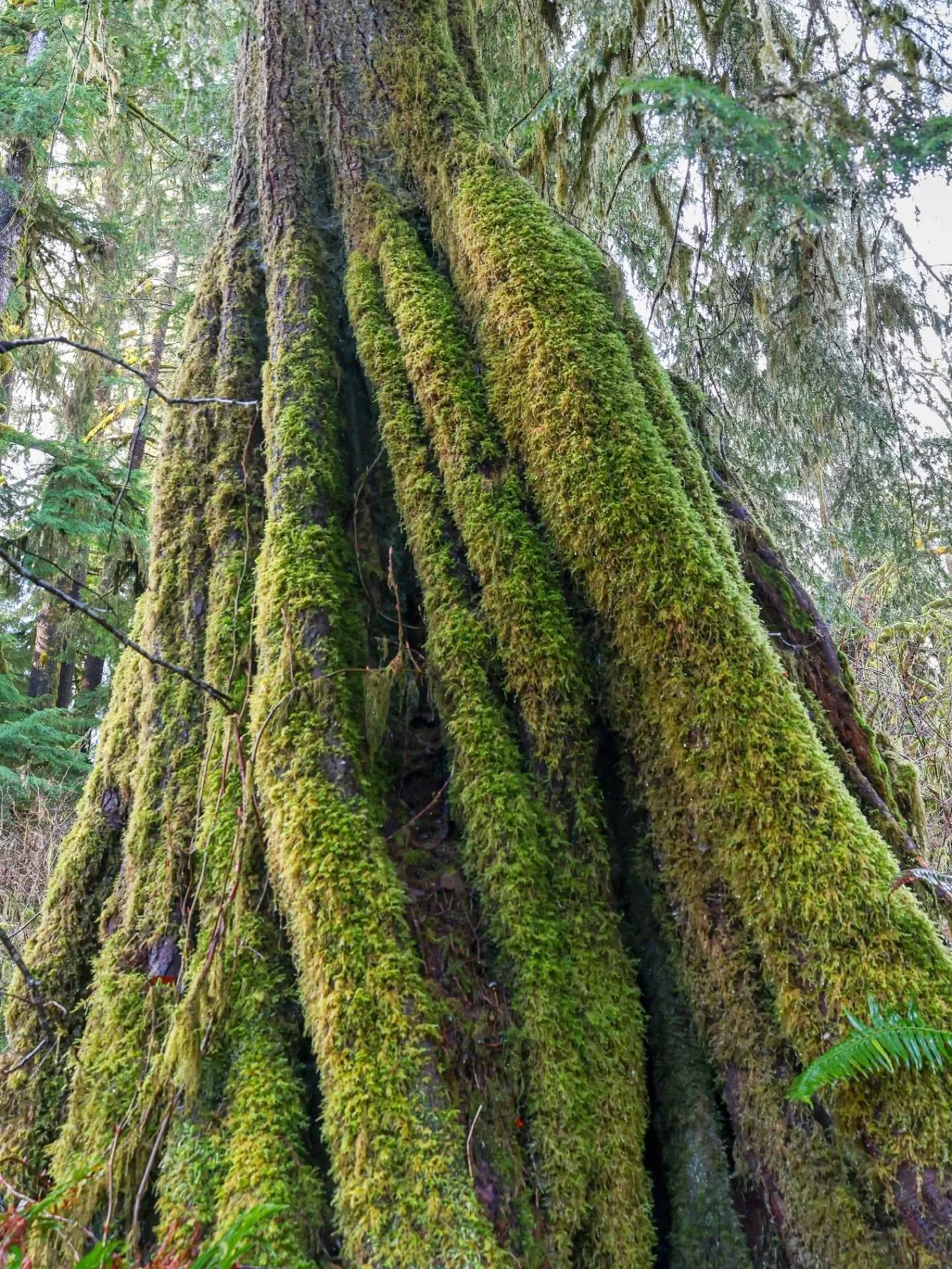 If I had a dollar for every time I commented on the light conditions in the forest or during our commutes, I'd have a significant amount of dollars set aside.

With spring in the air and more light in our lives here's a few shots from the past month 