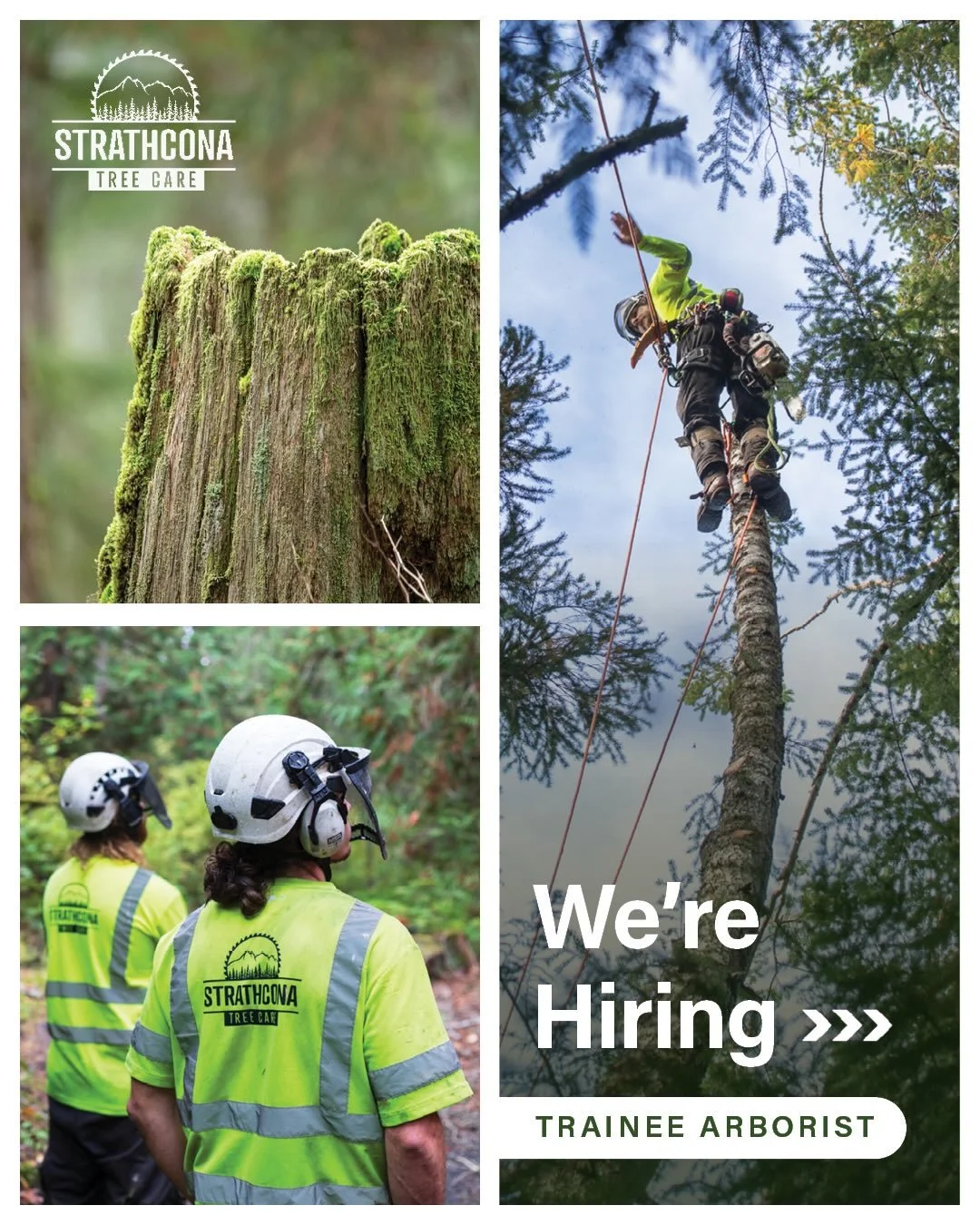 We are seeking a motivated Trainee Arborist to join our team.
This entry-level role is perfect for someone eager to build a career in arboriculture.
You will work alongside experienced certified arborists, learning hands-on techniques while contribut