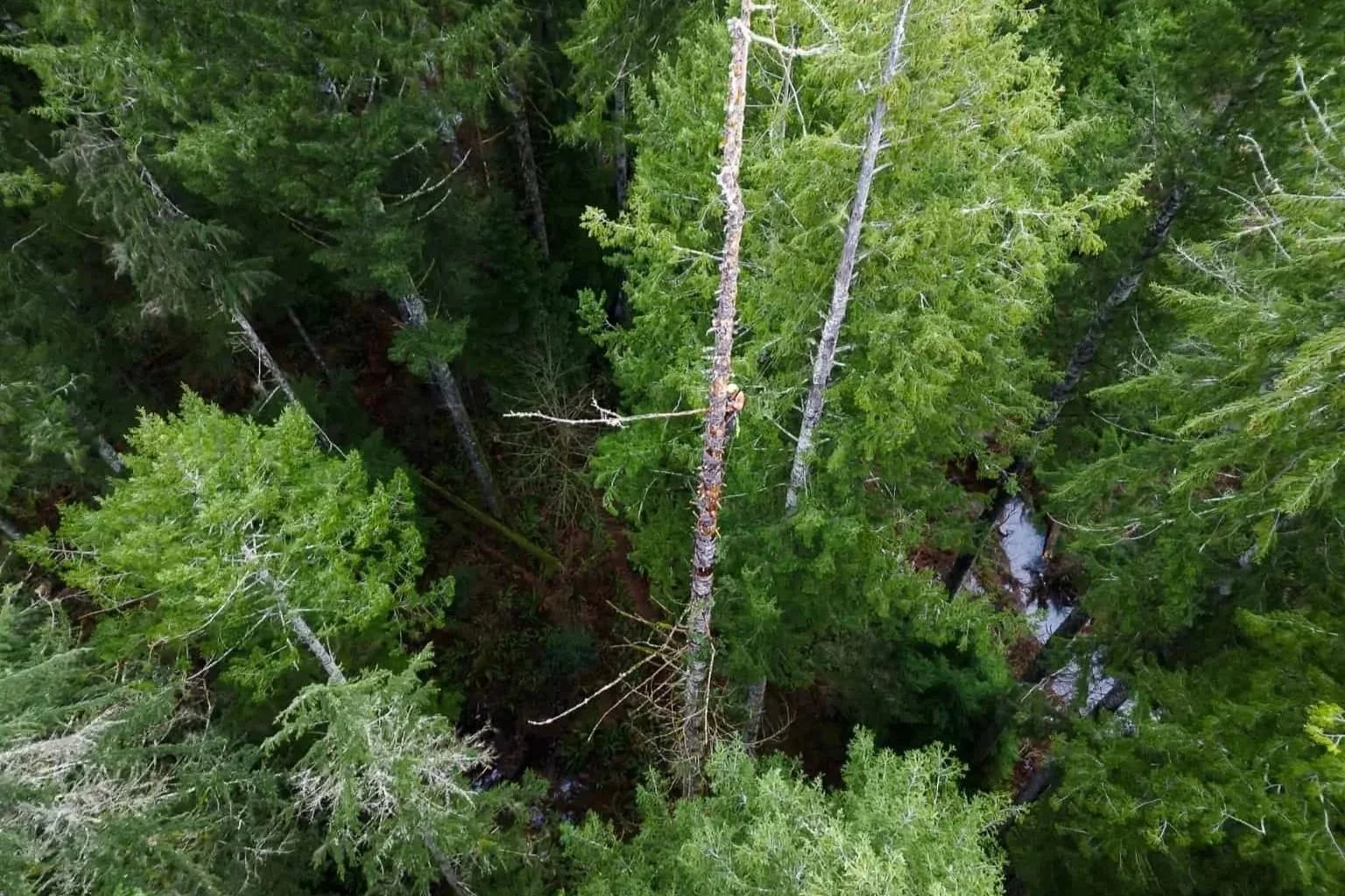 Don’t Treat Your Yard Like a Logging Clear Cut - Spiral Pruning and Topping Trees