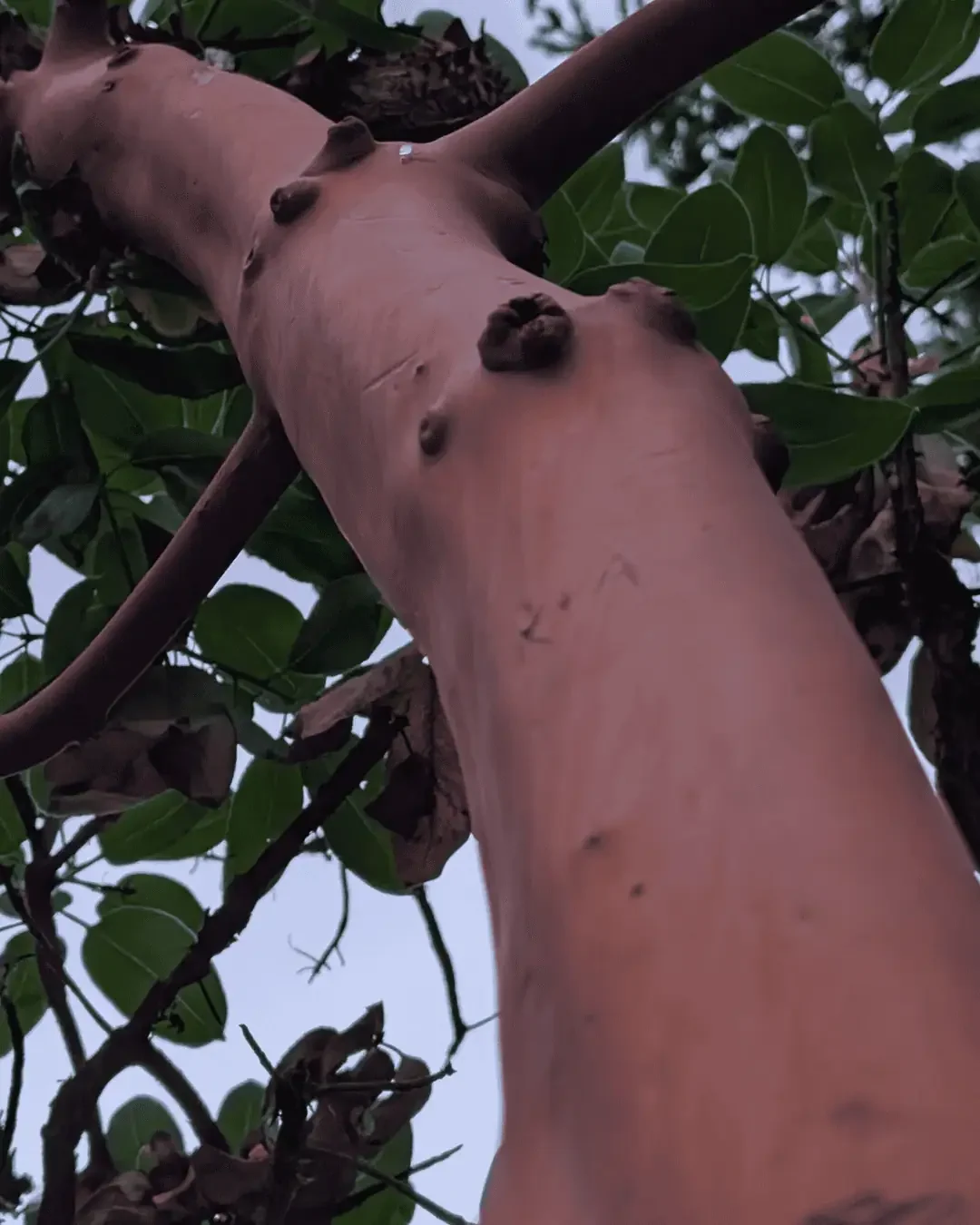 arbutus-tree-dusk_1.webp