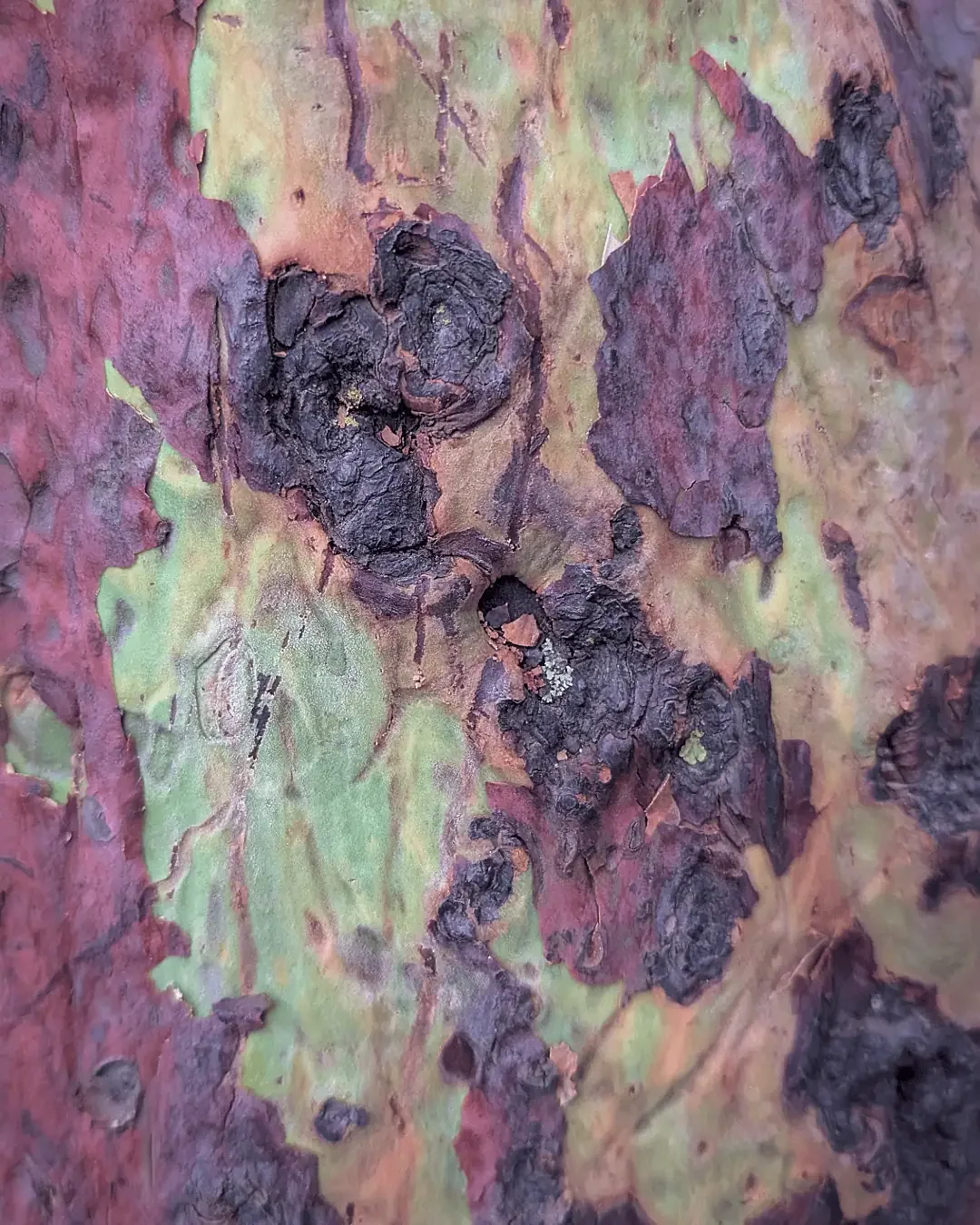 arbutus-tree-bark_1.webp